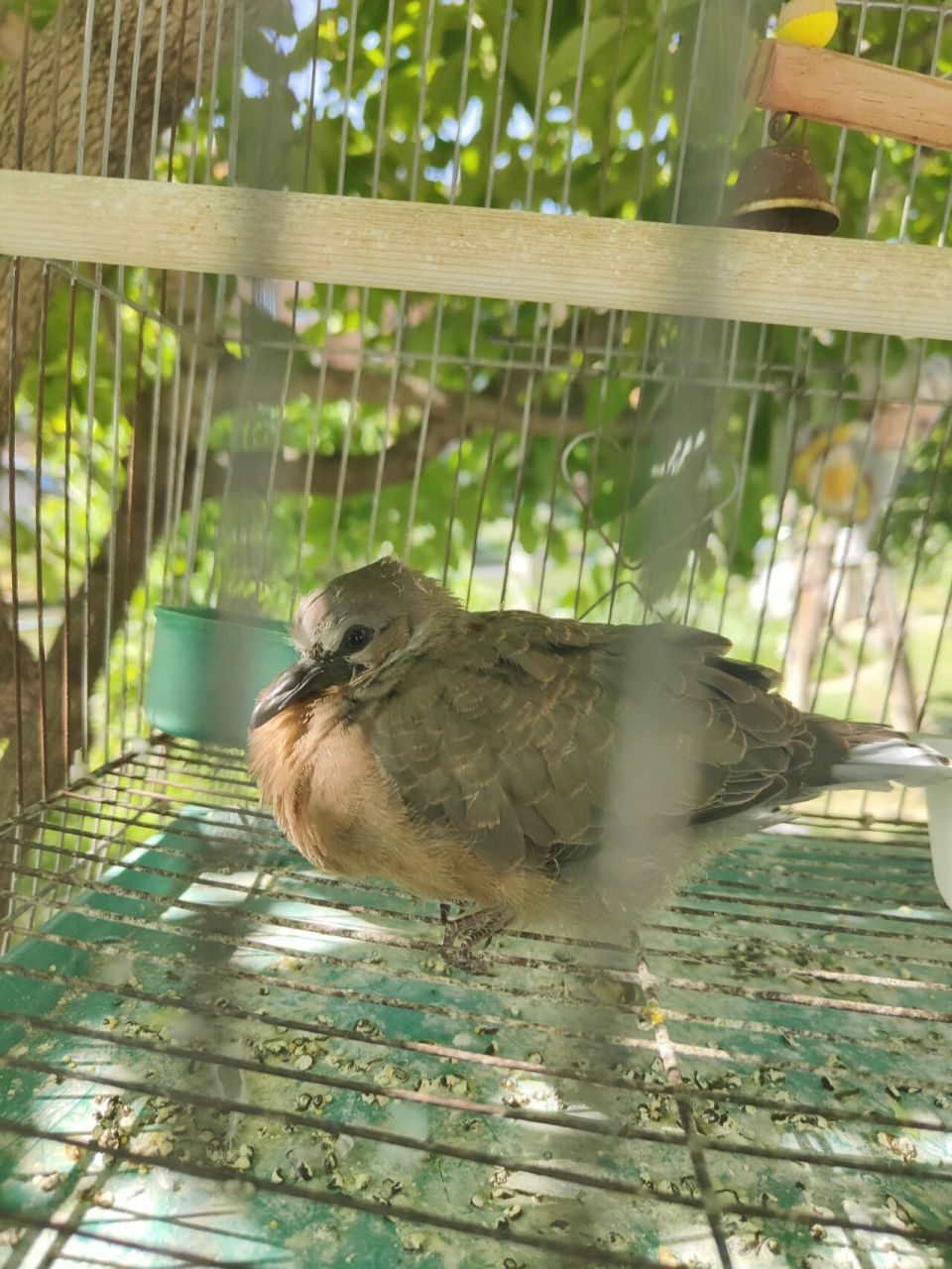 今天捡到了小斑鸠,把它和我的虎皮鹦鹉00放一起,结果我的鸟一直