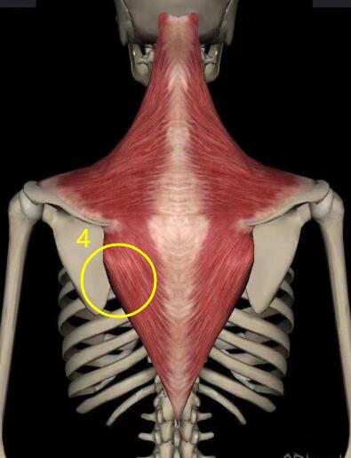 颈部斜方肌位置图图片