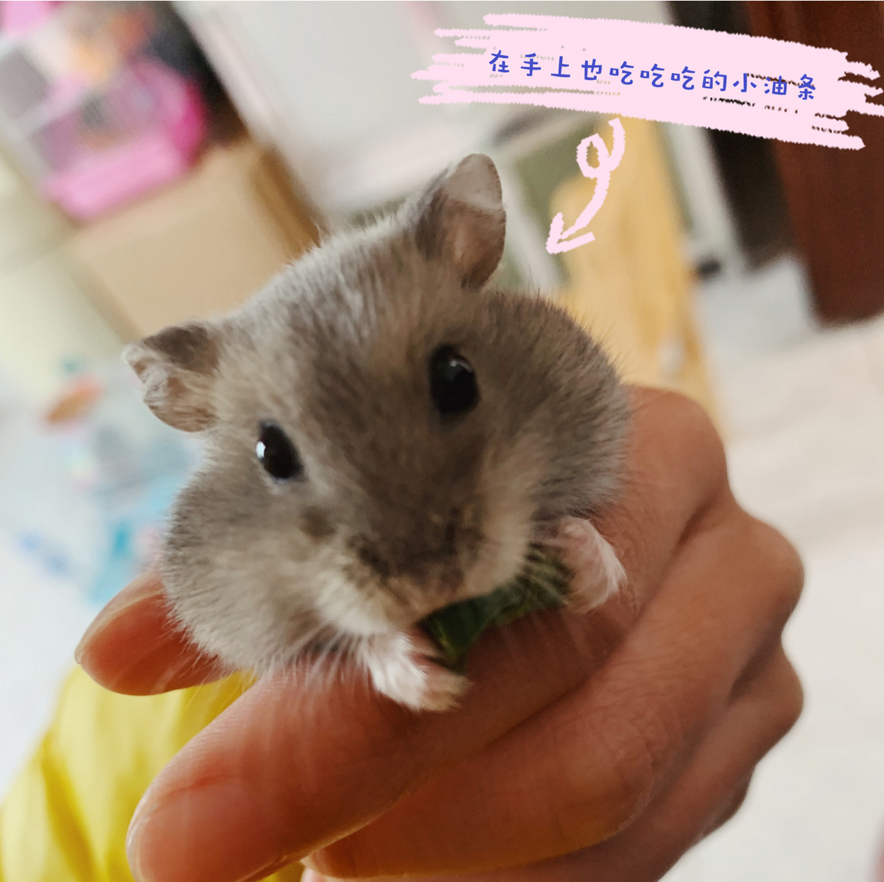 小仓鼠饲养指南 仓鼠品种:紫仓(三线,侏儒类) 991.