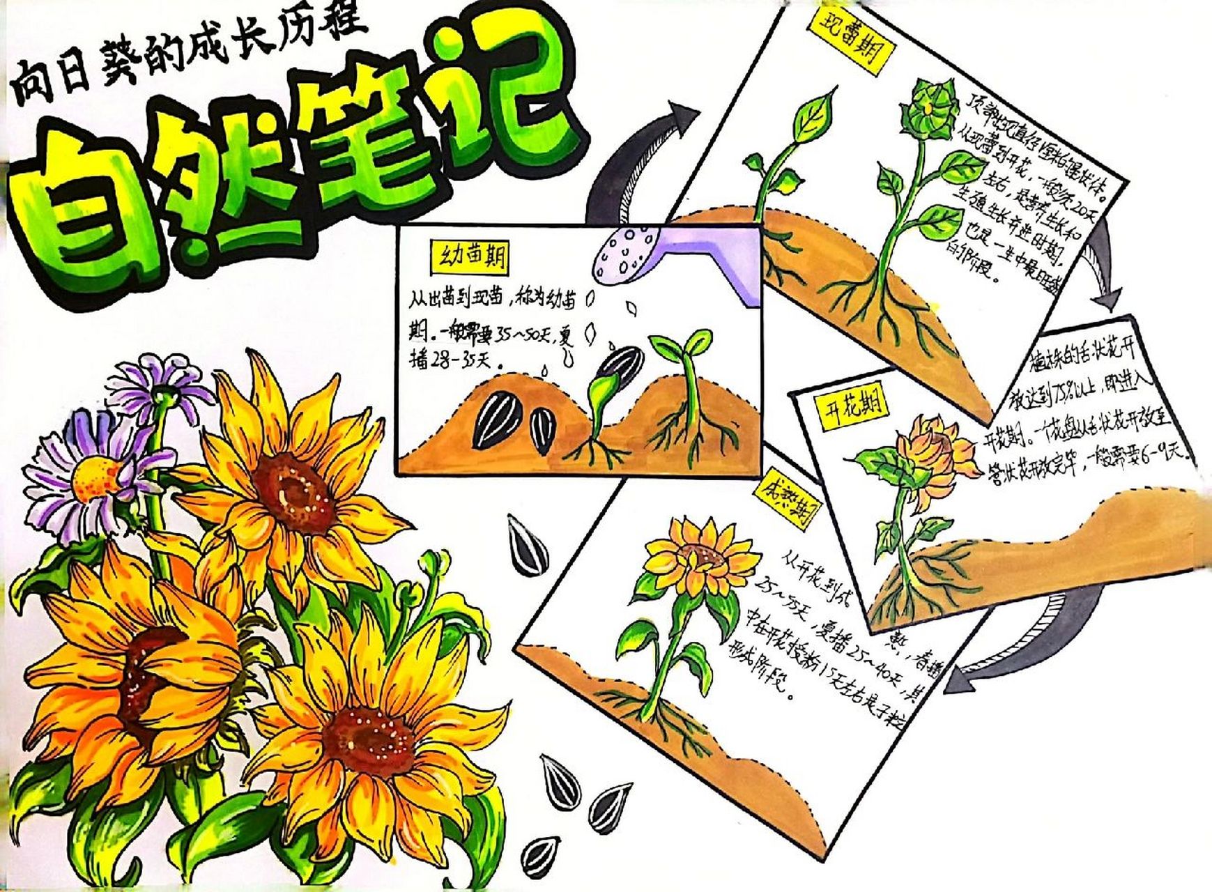 向日葵种植手抄报图片