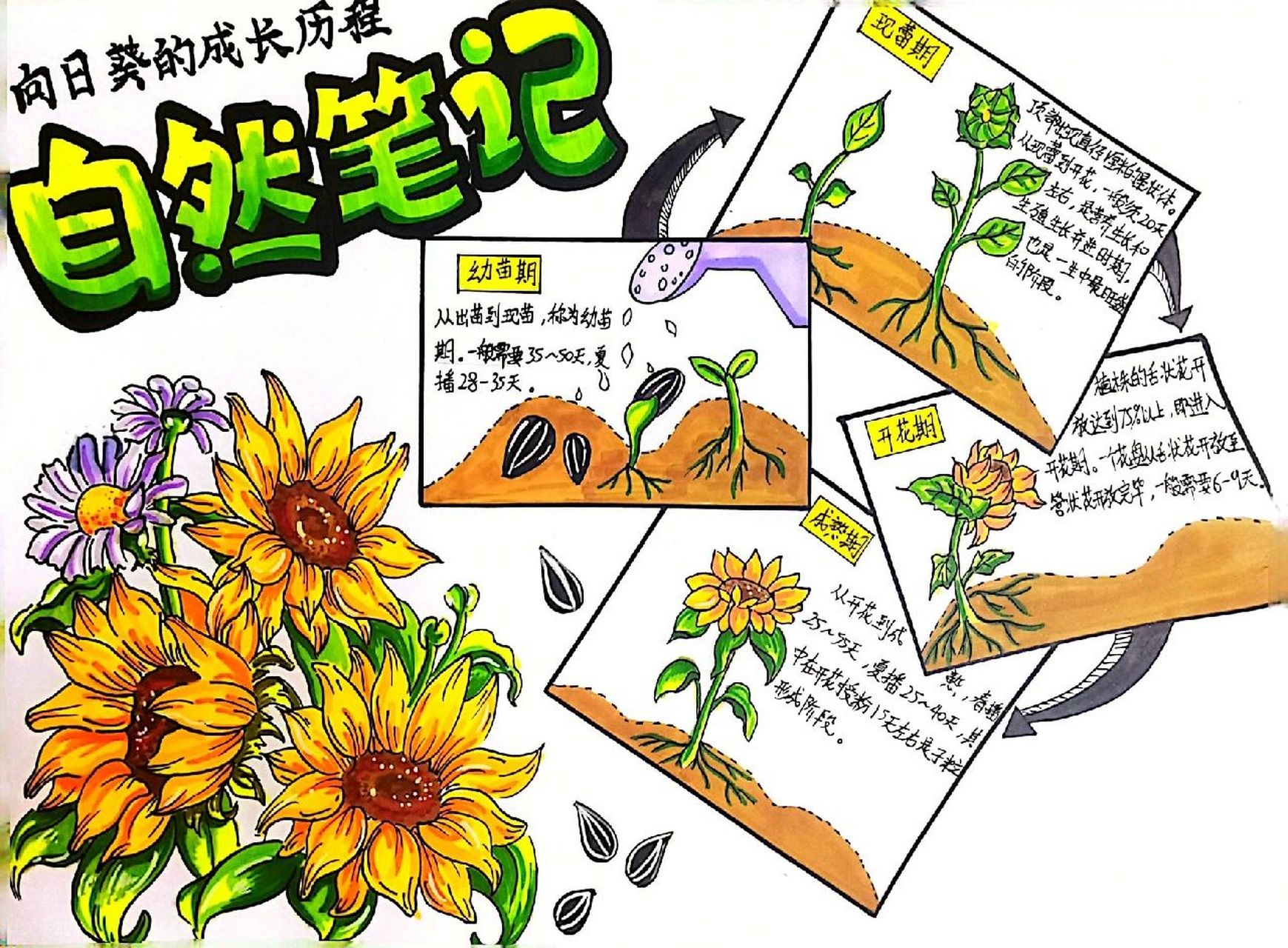 自然笔记—向日葵的成长历程 向日葵的成长历程