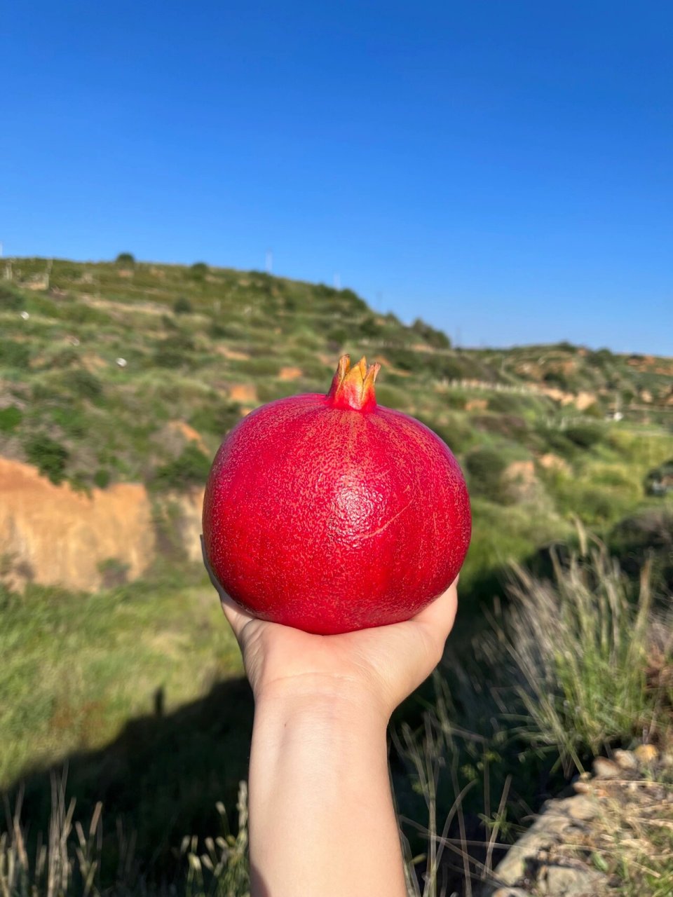 黑珍珠软籽酸甜石榴,喜上枝头95 突尼斯黑珍珠酸甜石榴 和甜石榴的