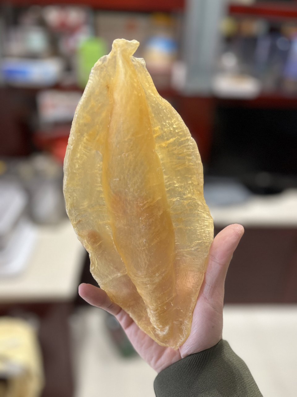 5头苏里南北海母老胶 足干肉厚,5年多胶龄,这种大个头的母胶肉质口感