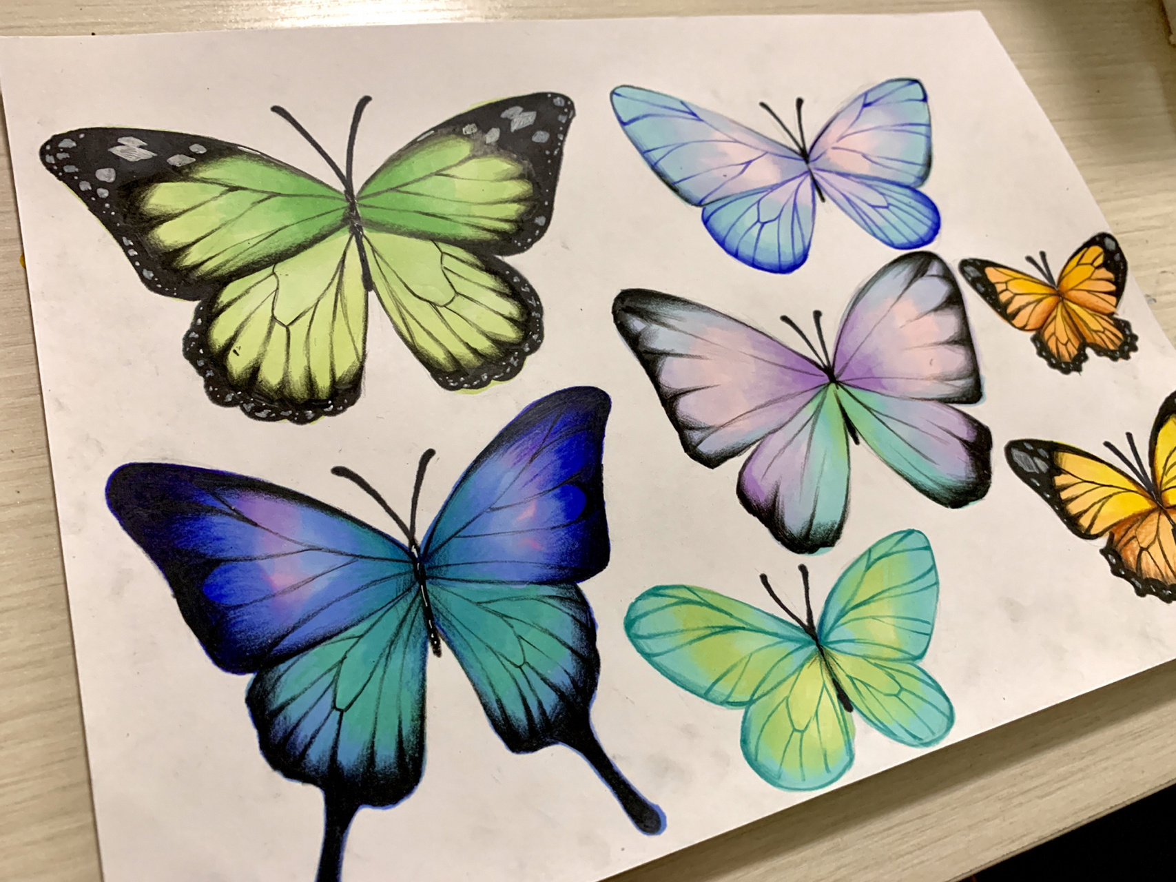 用马克笔画蝴蝶图片