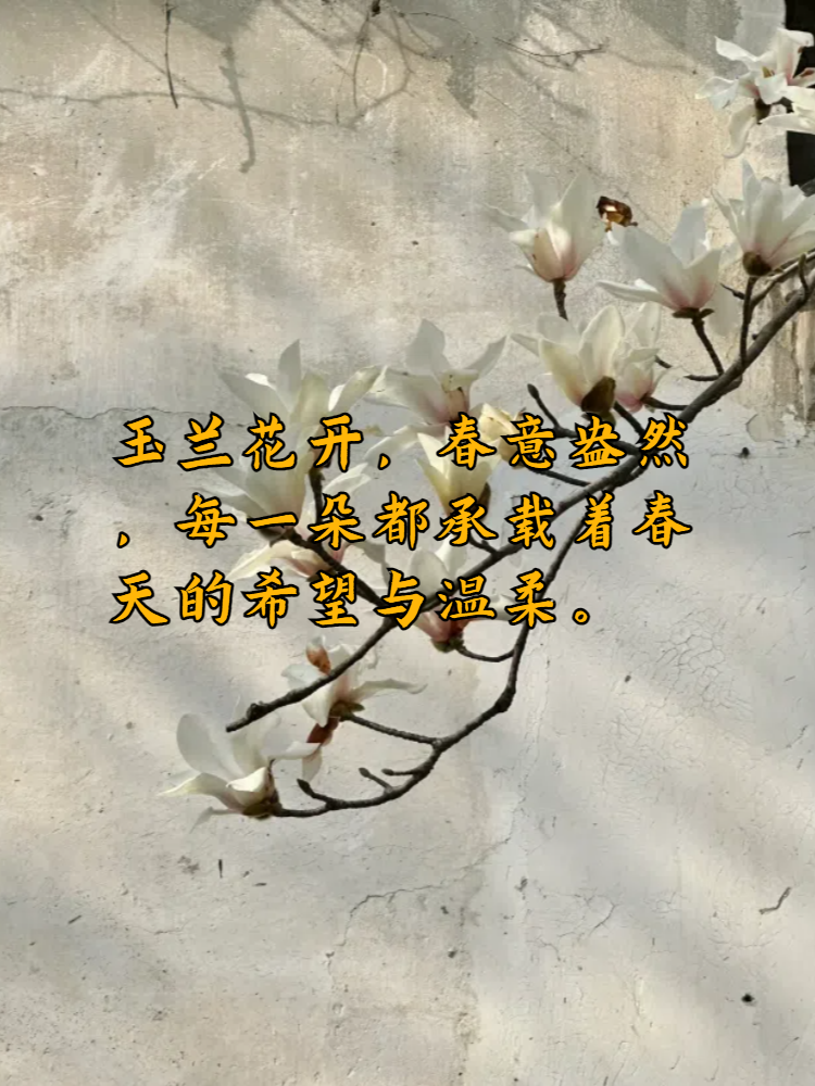 从古至今,玉兰花都是被誉为"白玉兰",它的花语代表着高贵,纯洁和优雅.