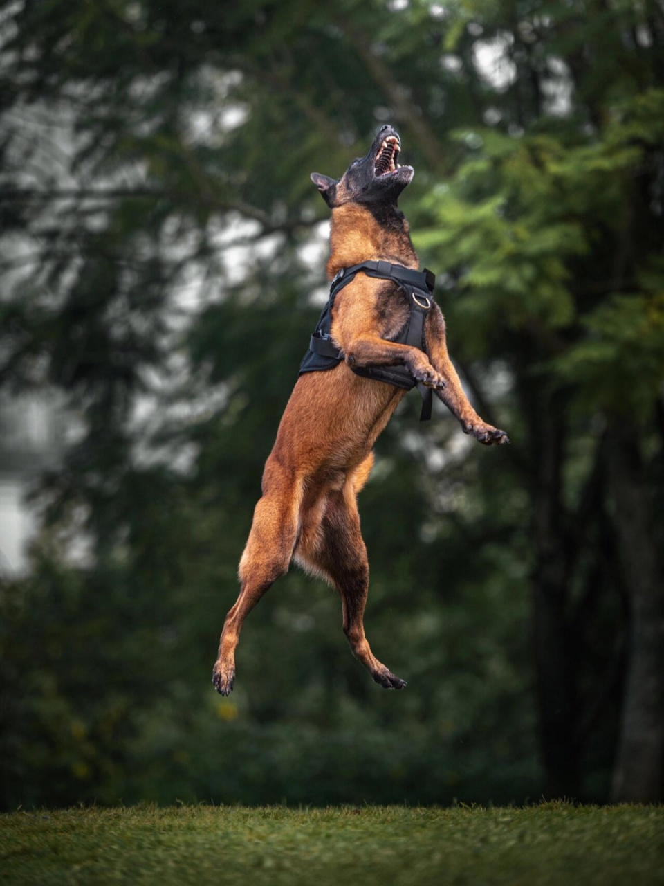 纯种马犬尾巴图片图片