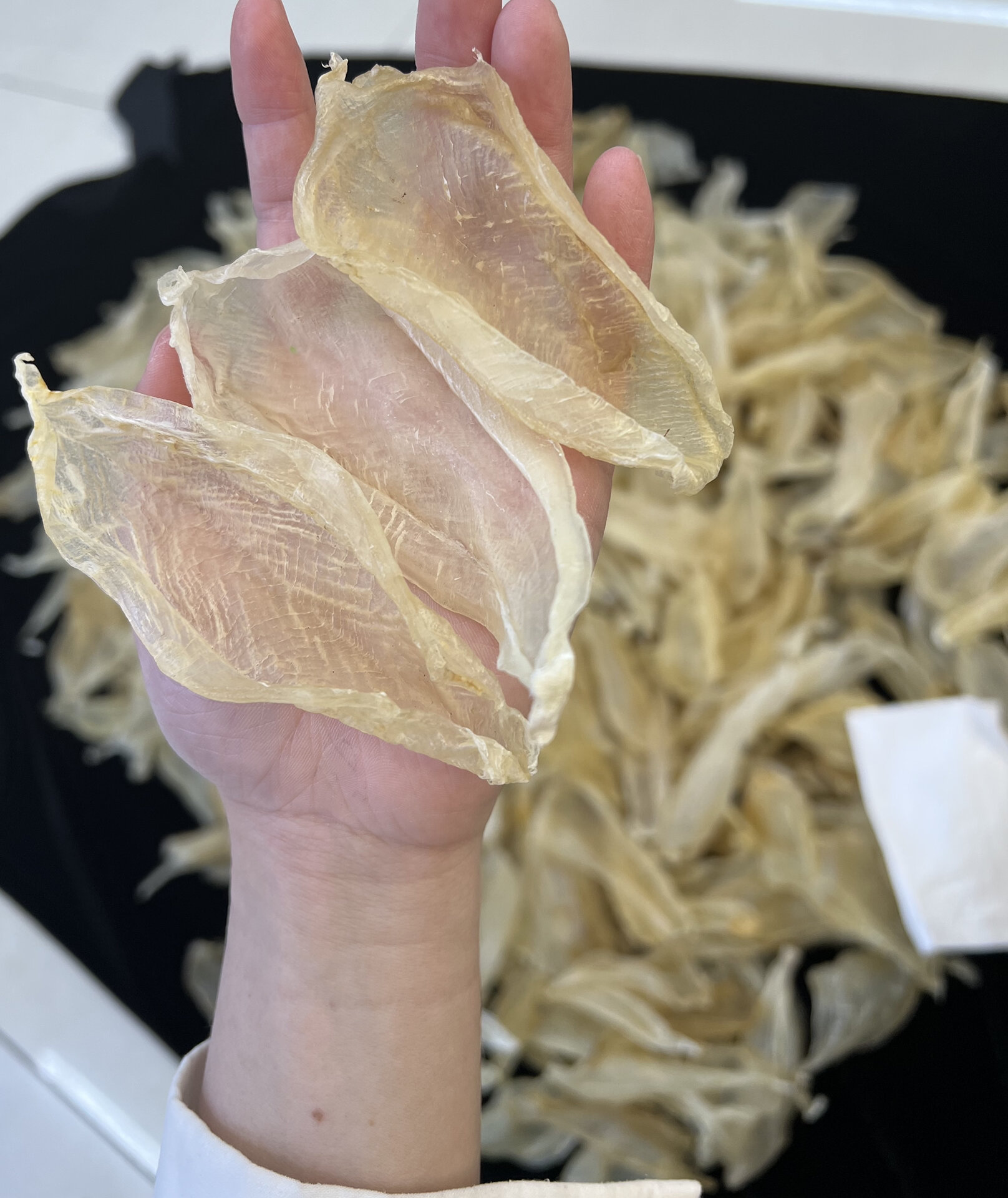 70多头印尼白花胶,对女性的皮肤特别好!