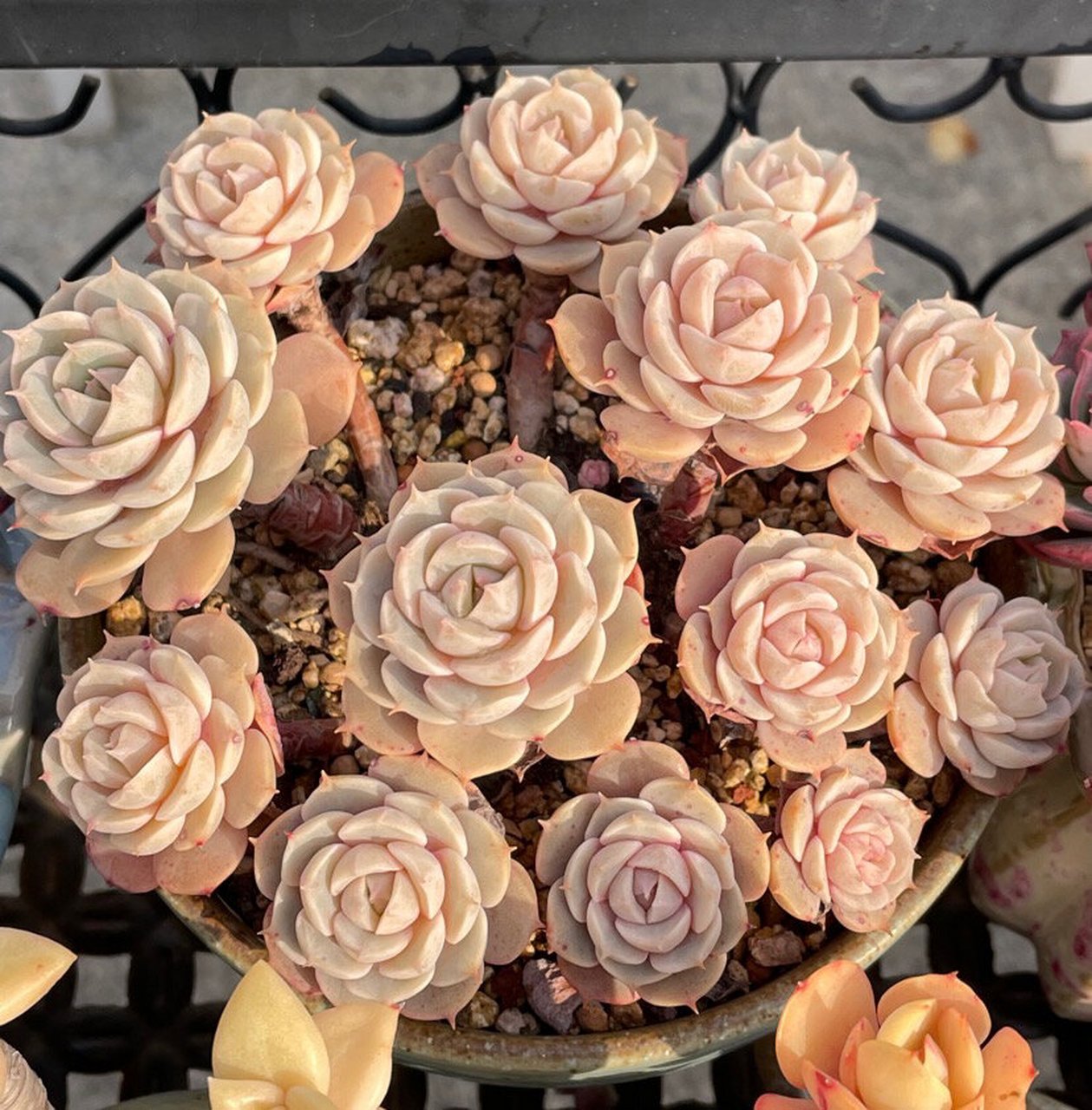 雪域多肉真的好美哦99 最后一张是上盆的模样98