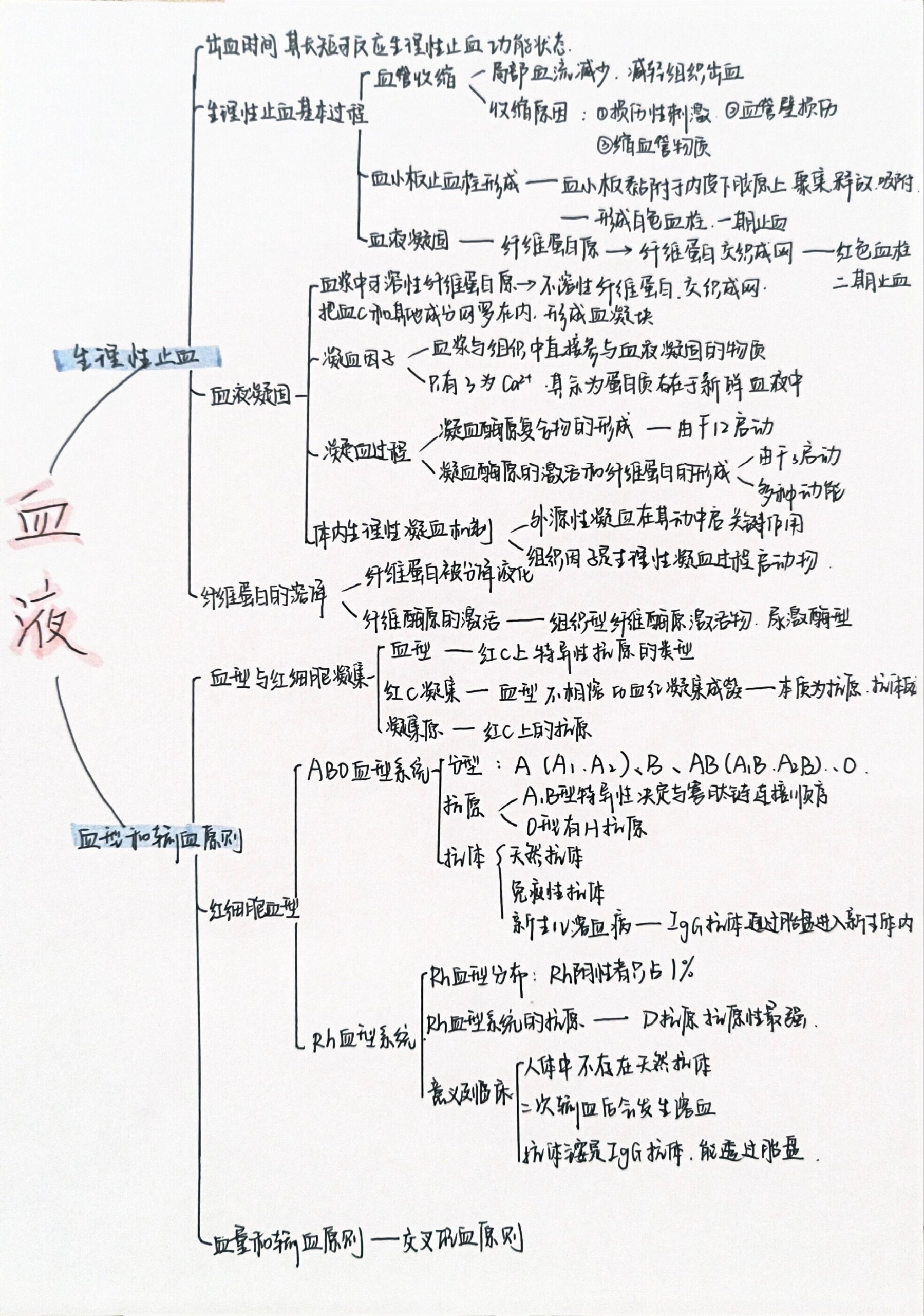 人体血液思维导图图片