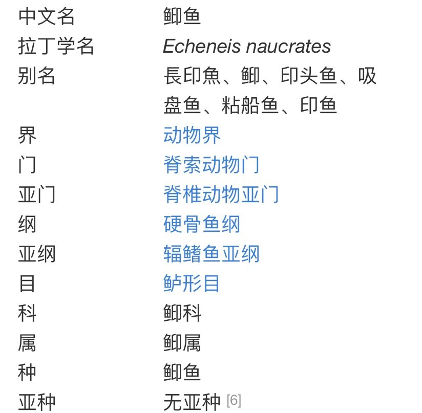 䲟鱼/像不像你的鞋底    8715䲟鱼(学名:echeneis naucrates)