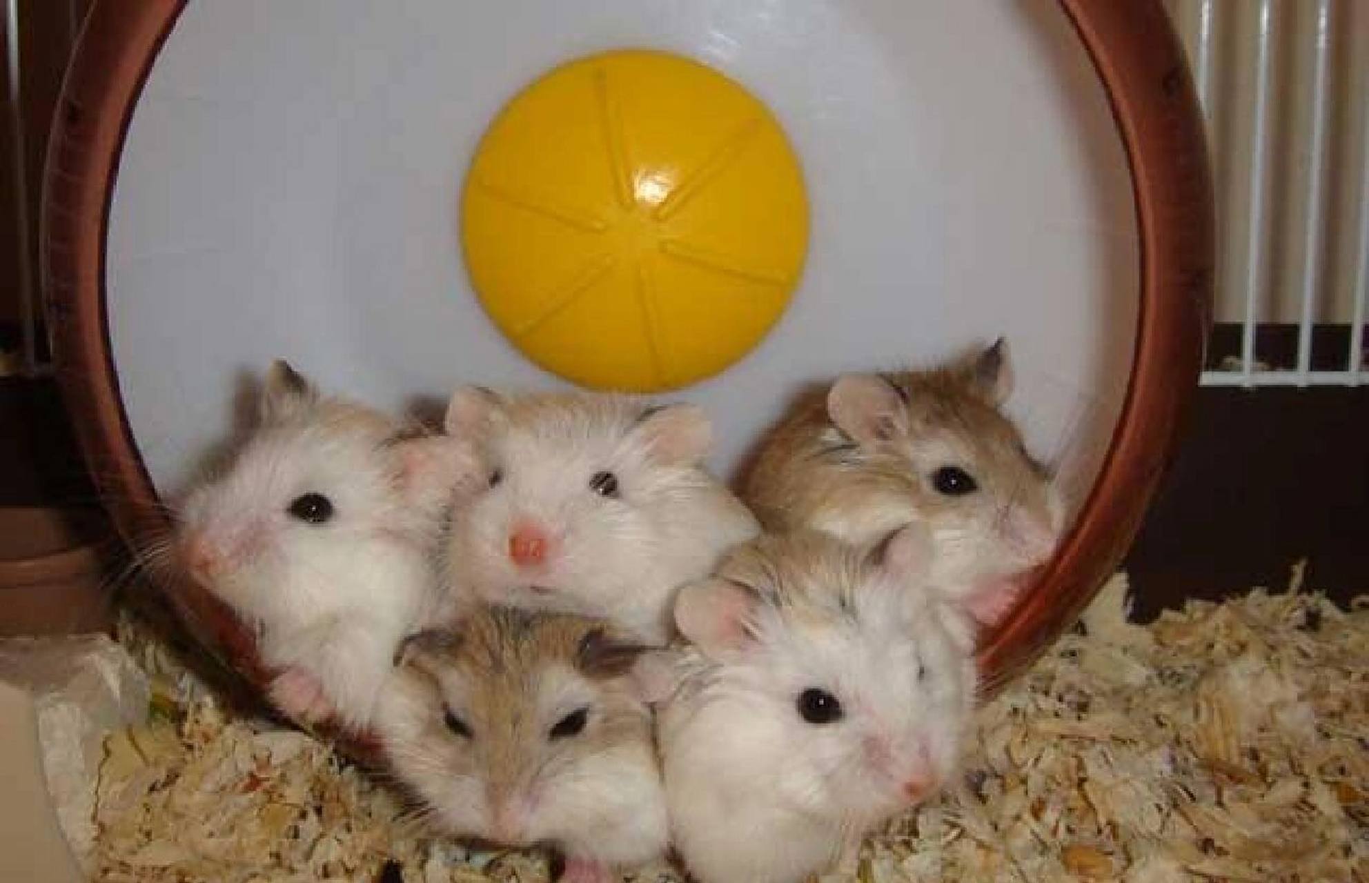 不过它们却是仓鼠中相当难饲养的仓鼠种类了,若是新人刚上手,可能没几