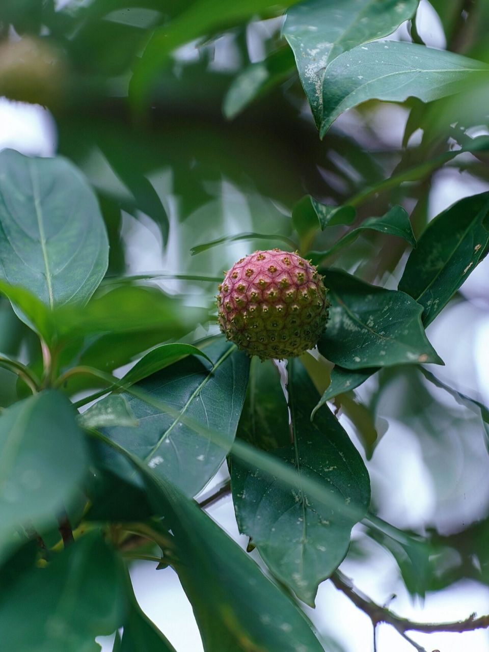 鸡嗉子植物图片