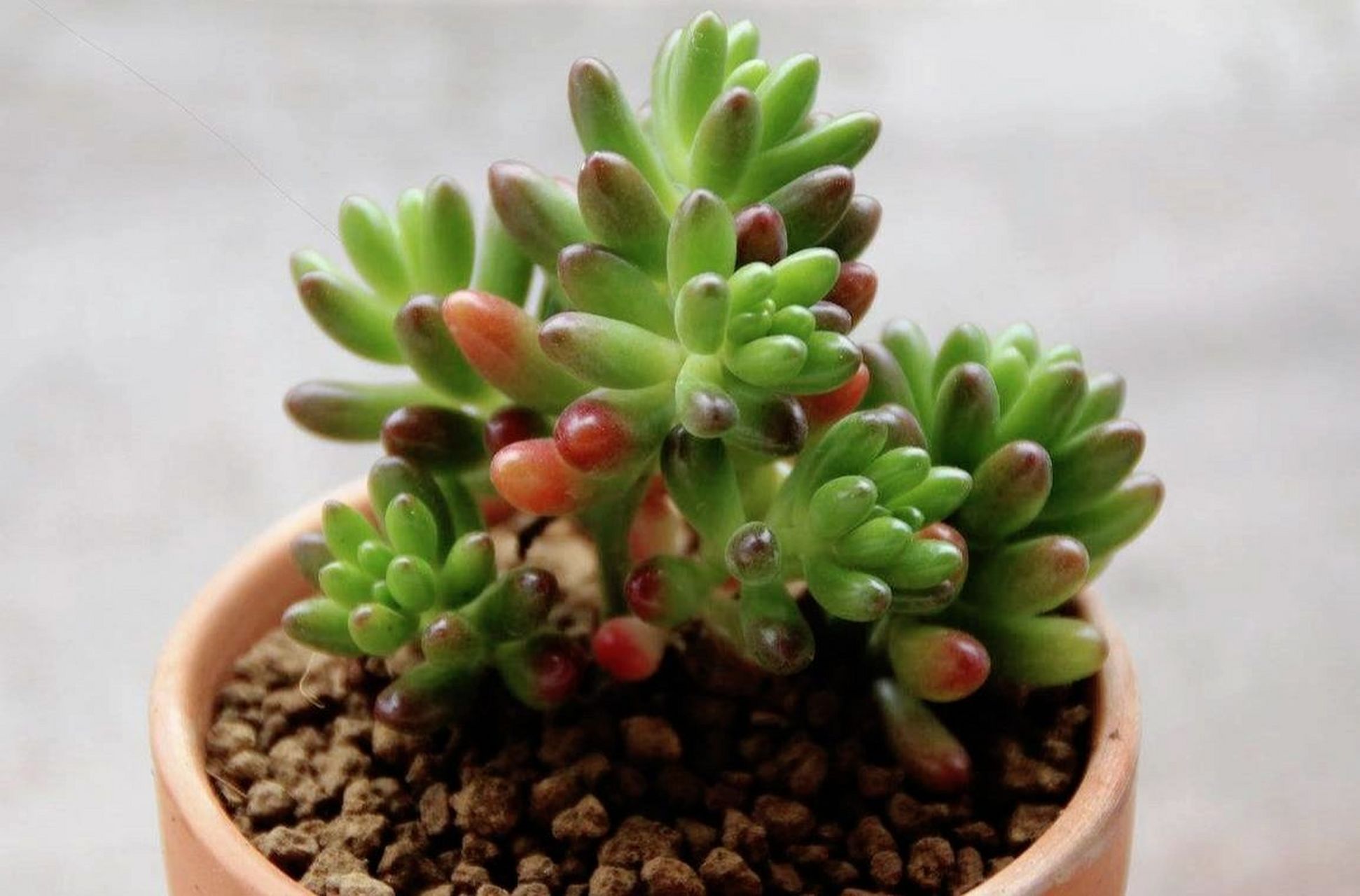 虹之玉 虹之玉是景天科景天属的多肉植物,墨西哥是虹之玉的原产地