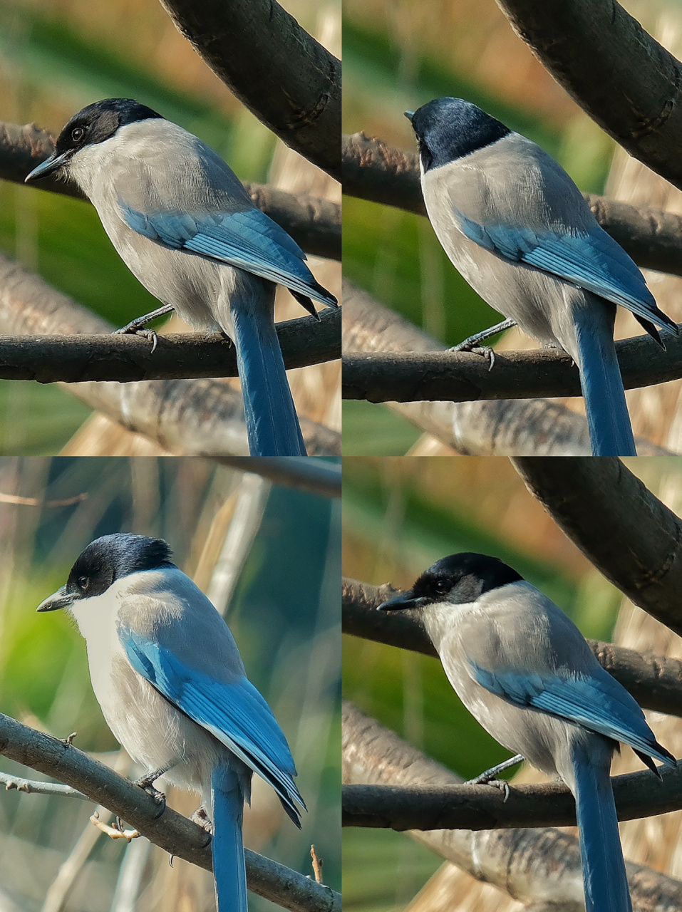观鸟|灰喜鹊(鸟种序号:15/观鸟次数:1) 灰喜鹊( 英文名:azure-winged
