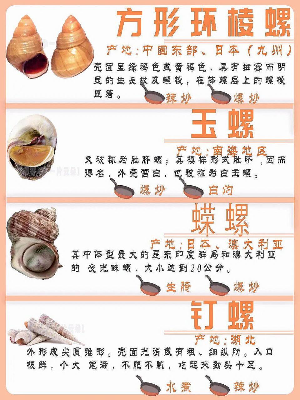 常见螺类百科|特点|区别|食用方法|产地 来 常见螺类百科|特点|区别