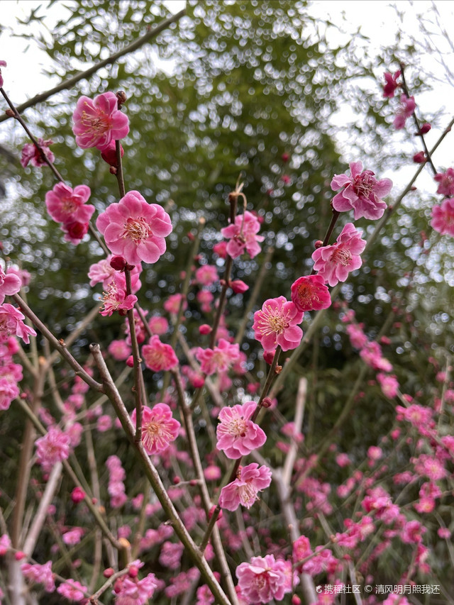 北京观赏梅花景点图片