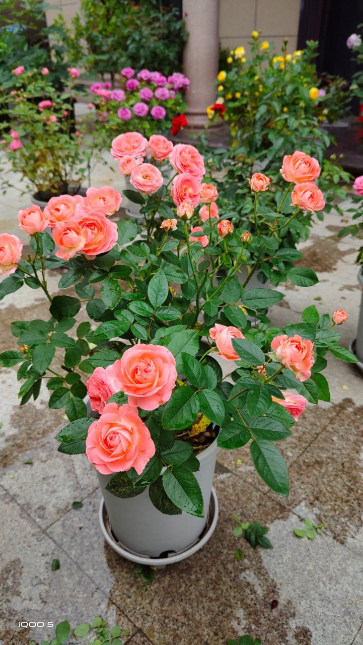 月季测评之 诺娃 阳台系列微月,鲑鱼粉色,颜值较高,株型矮小丰满,多头