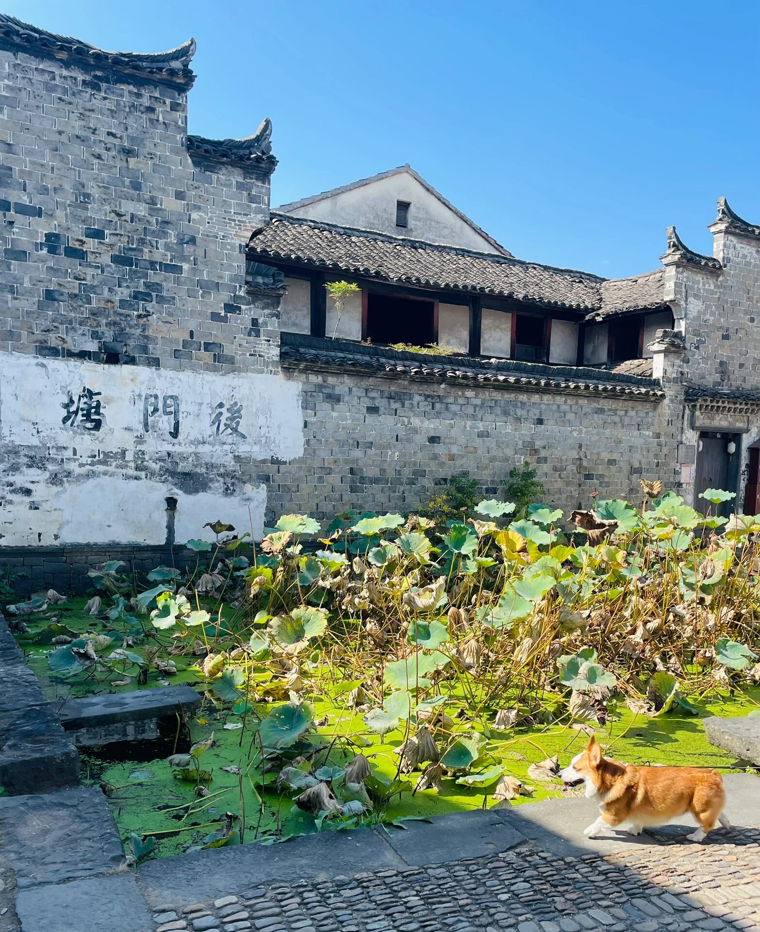 崇仁古镇——越剧之乡(江浙沪携宠游)