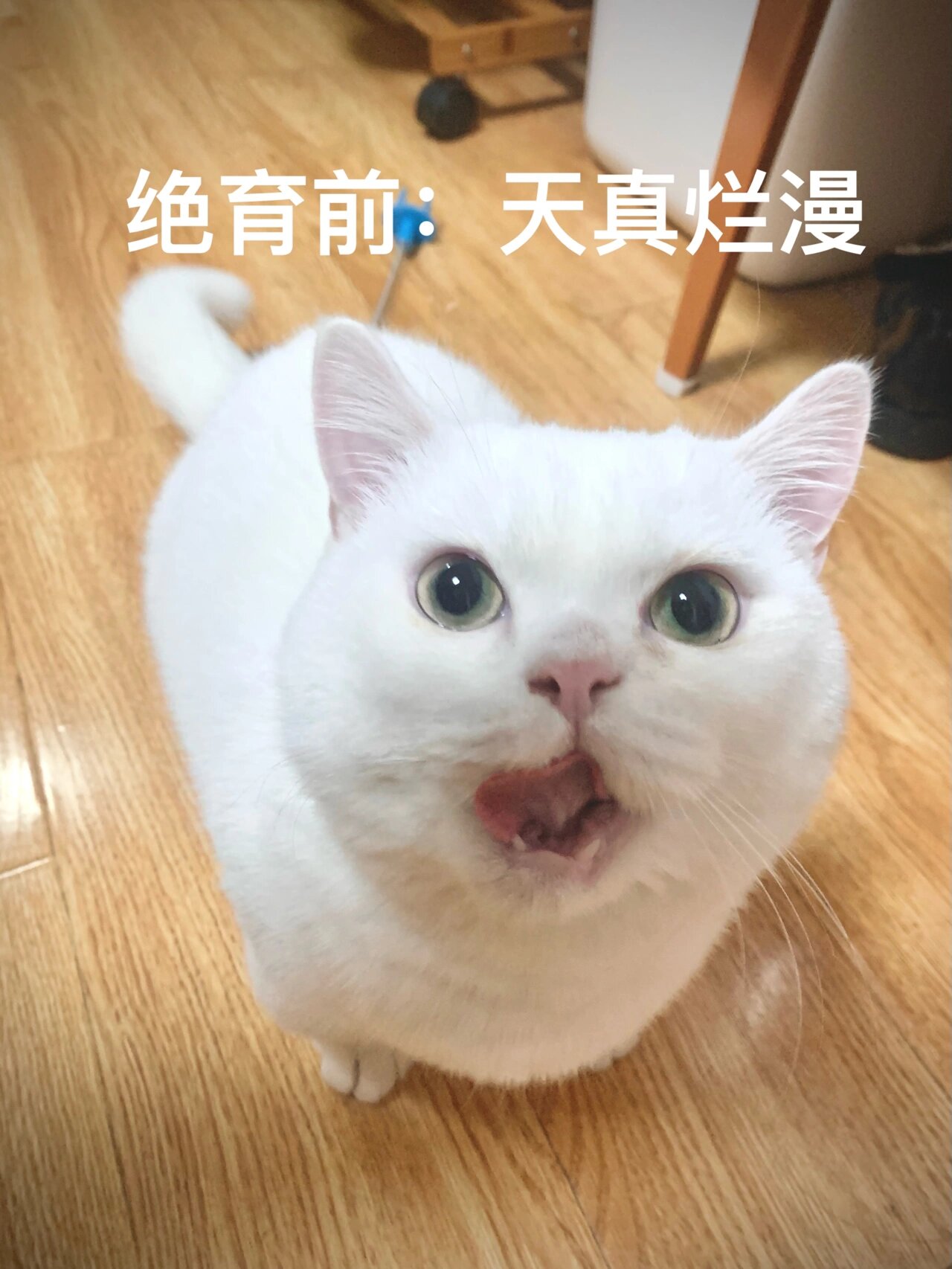 猫咪晃蛋蛋表情包图片