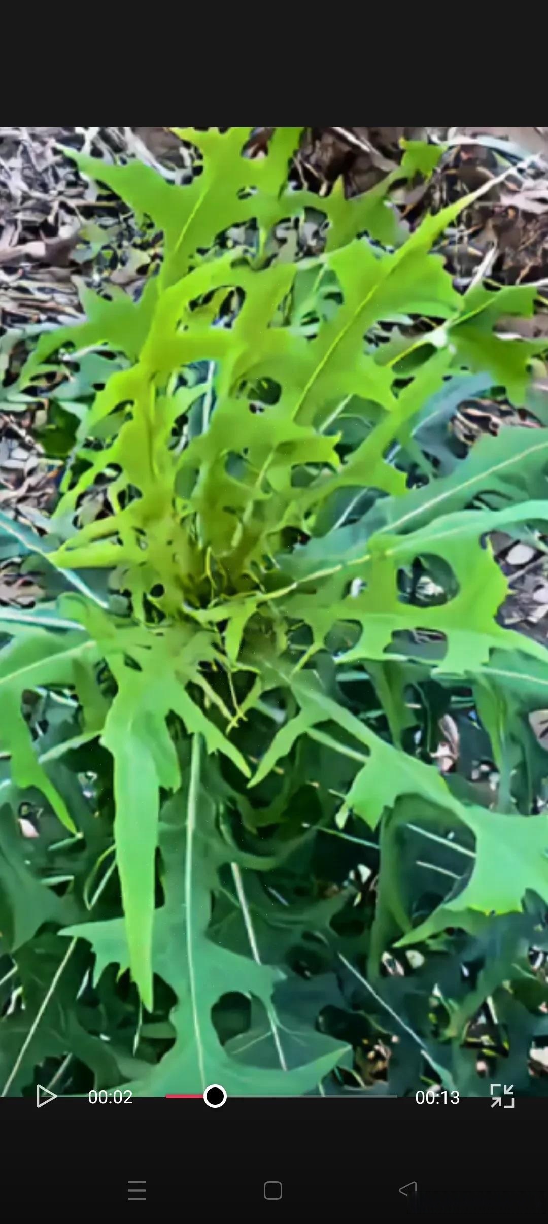 它味道是苦的,像苦麦菜,他