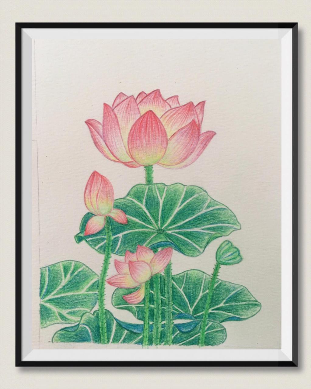 彩铅画-荷花03 本子不好真的太难画了,画到打滑硬是磨完了!