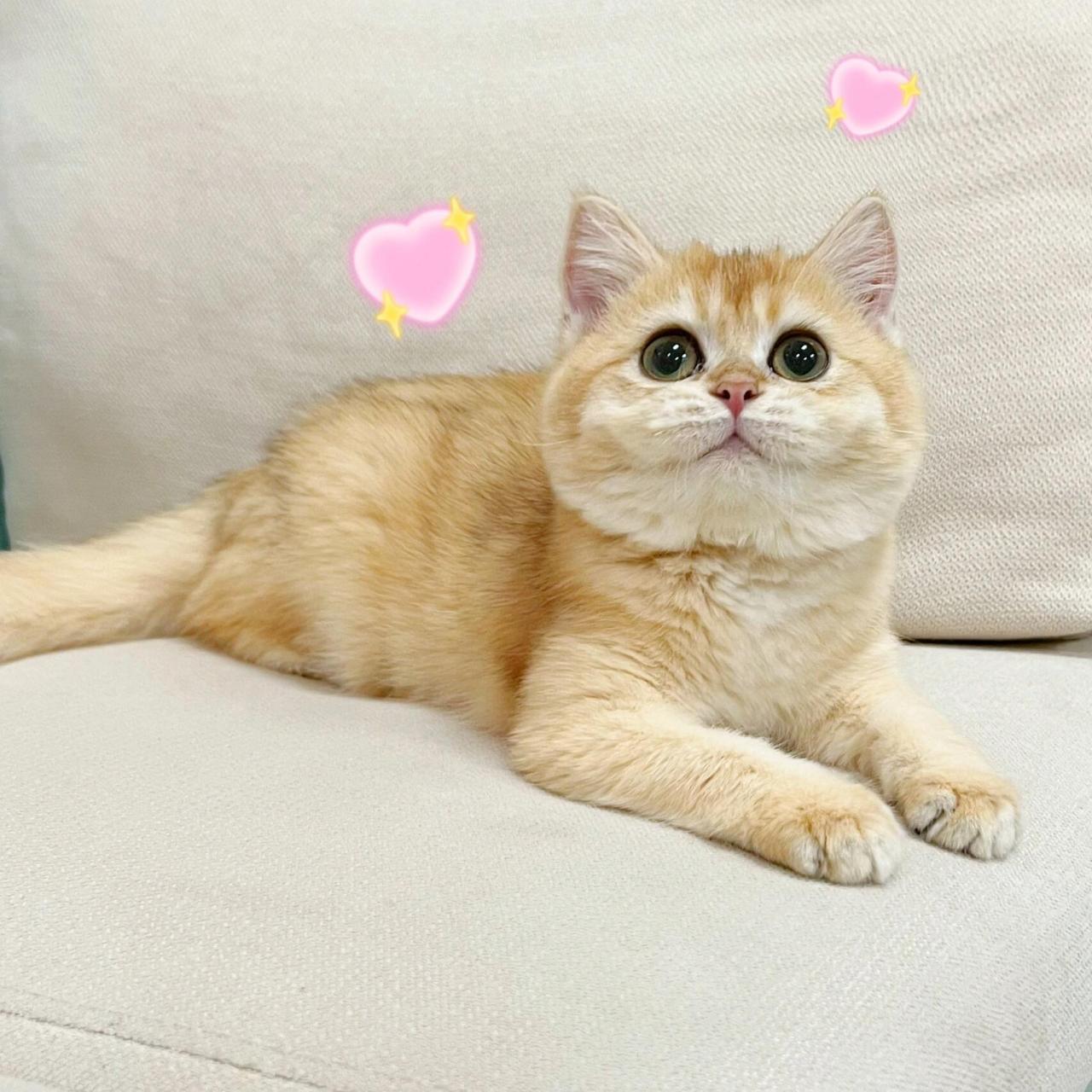 英短金渐层 99| 超级可爱的小金金 英短金渐层 妹妹~ 四月龄 找新