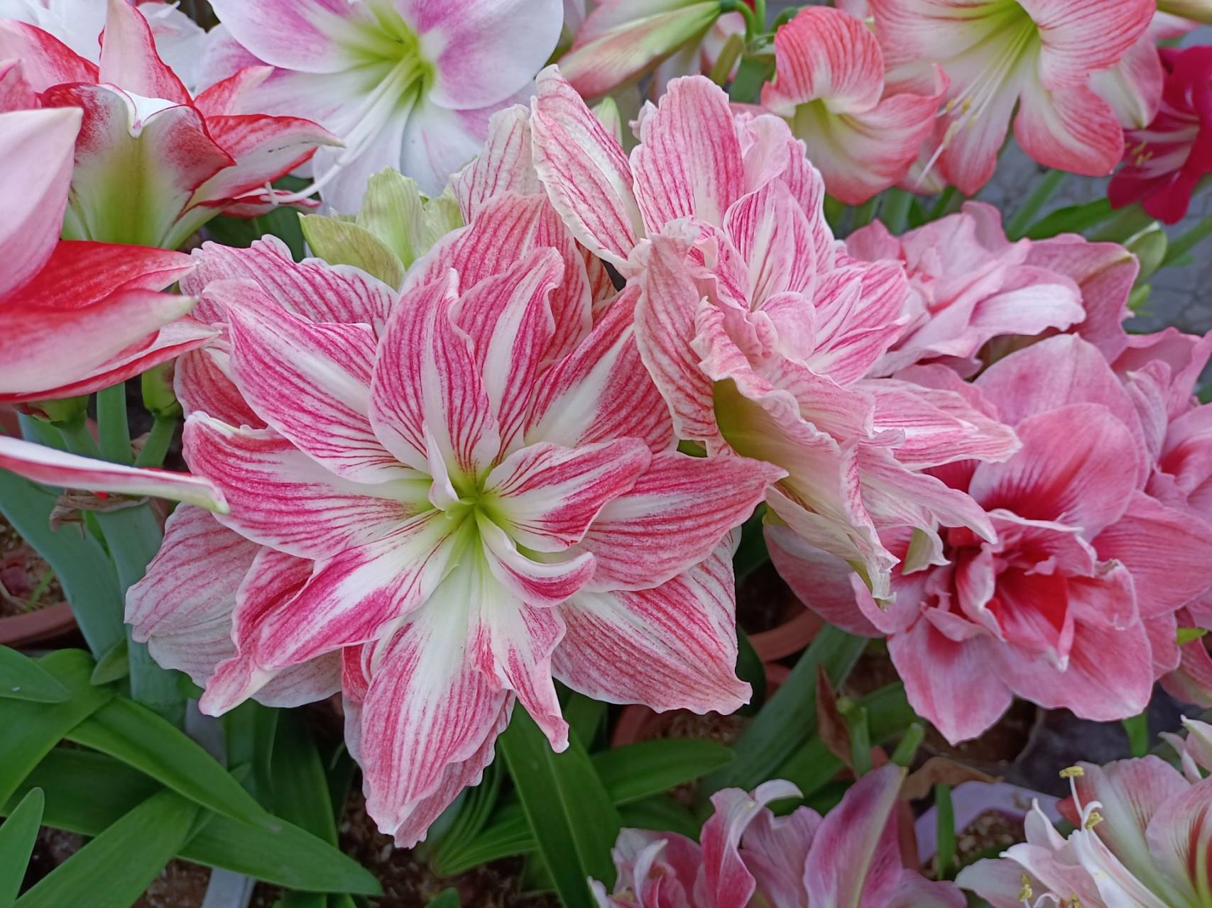 朱顶红——美丽仙女 冷门大花品种,不太好养