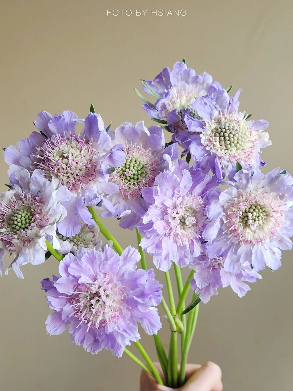 国产 高加索蓝盆花 大头的蓝盆花花瓣舒展开后特别仙气 花瓣自带绸纸