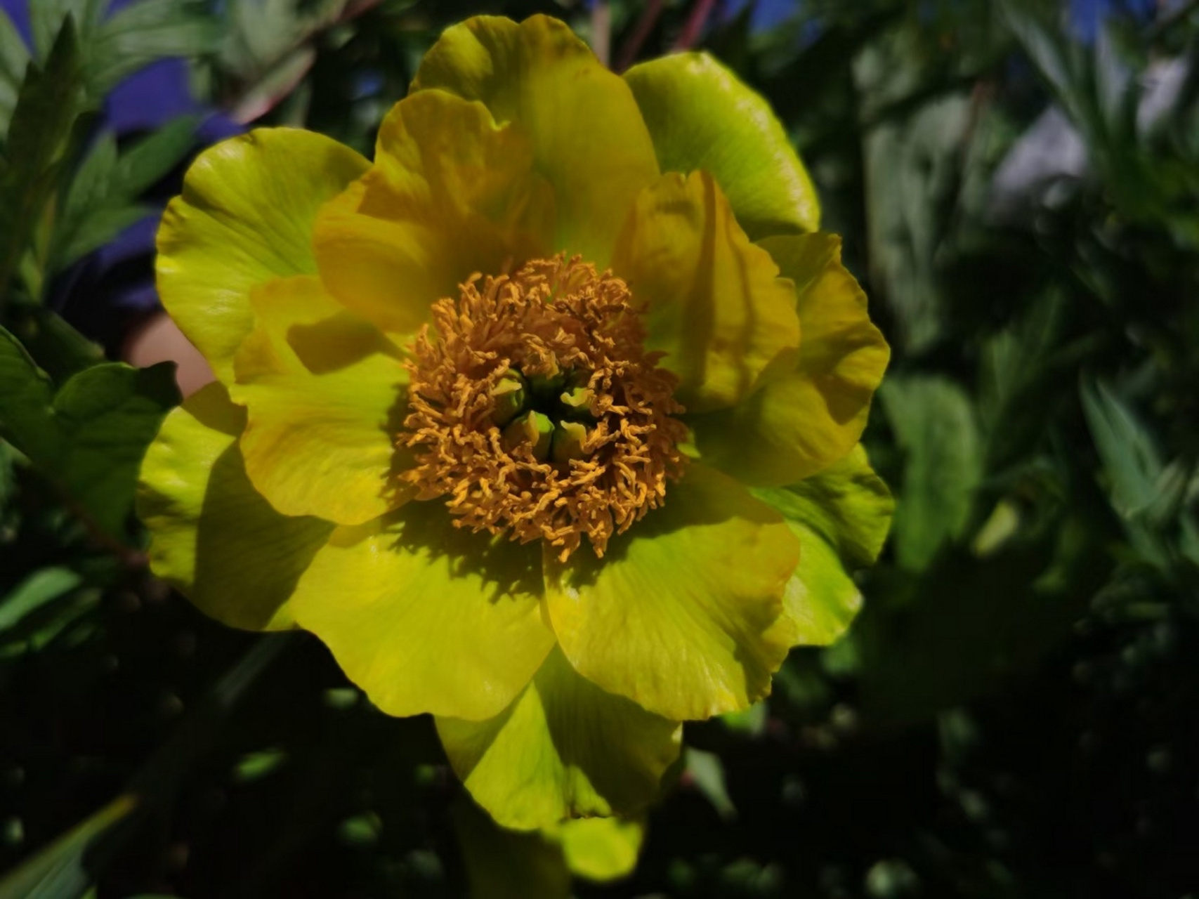 花开正艳云南的野生滇牡丹,最珍贵的绿色.