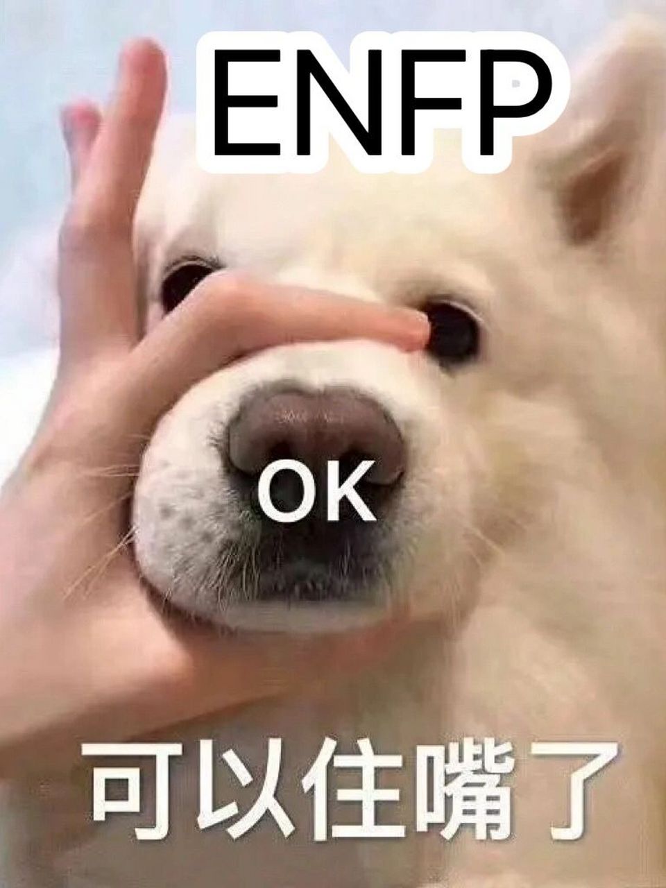 快乐小狗memes和enfp也太配了叭989898 最近看到有些enfp反对