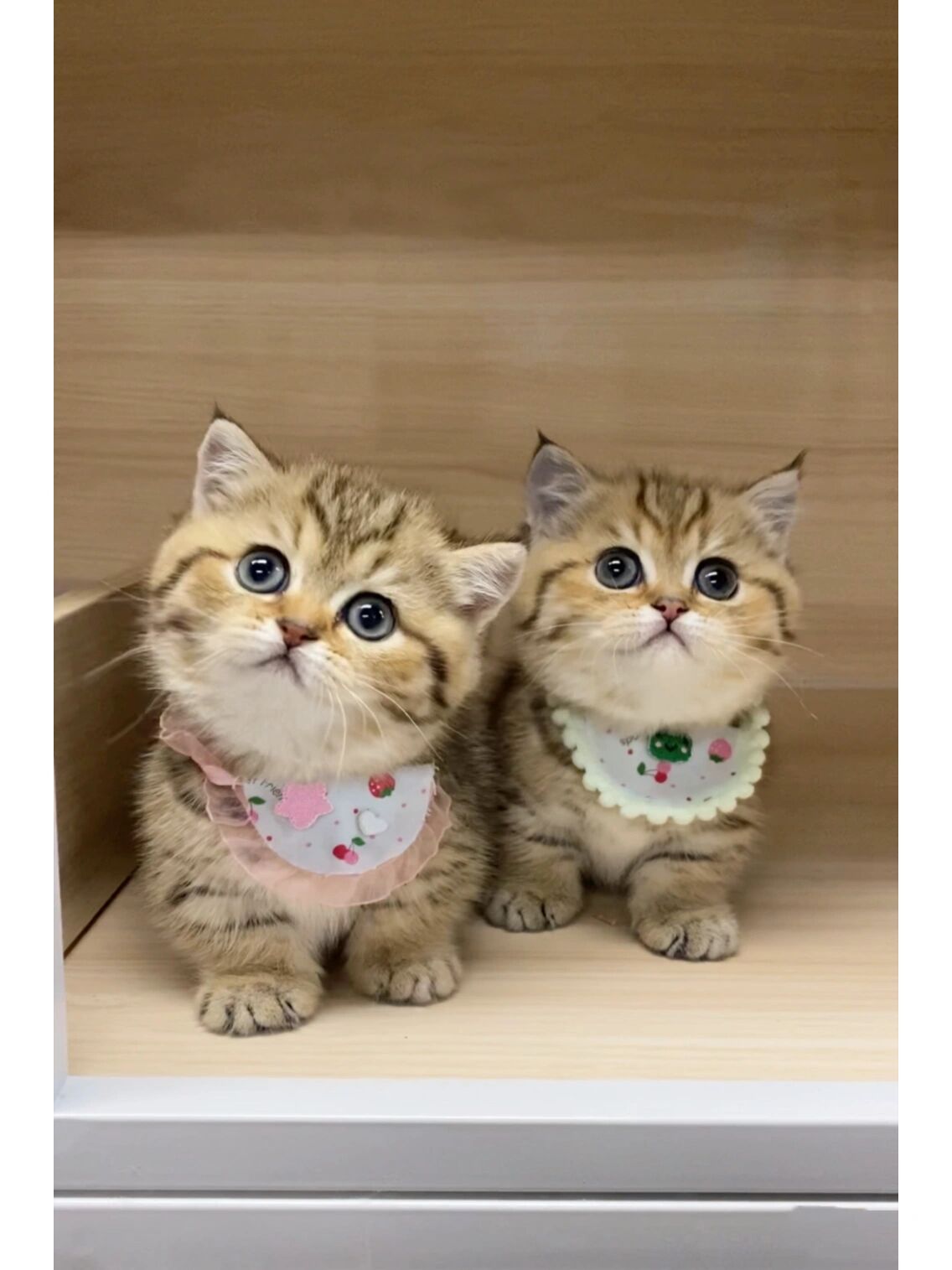 养迷你小老虎吗91 金虎斑矮脚猫