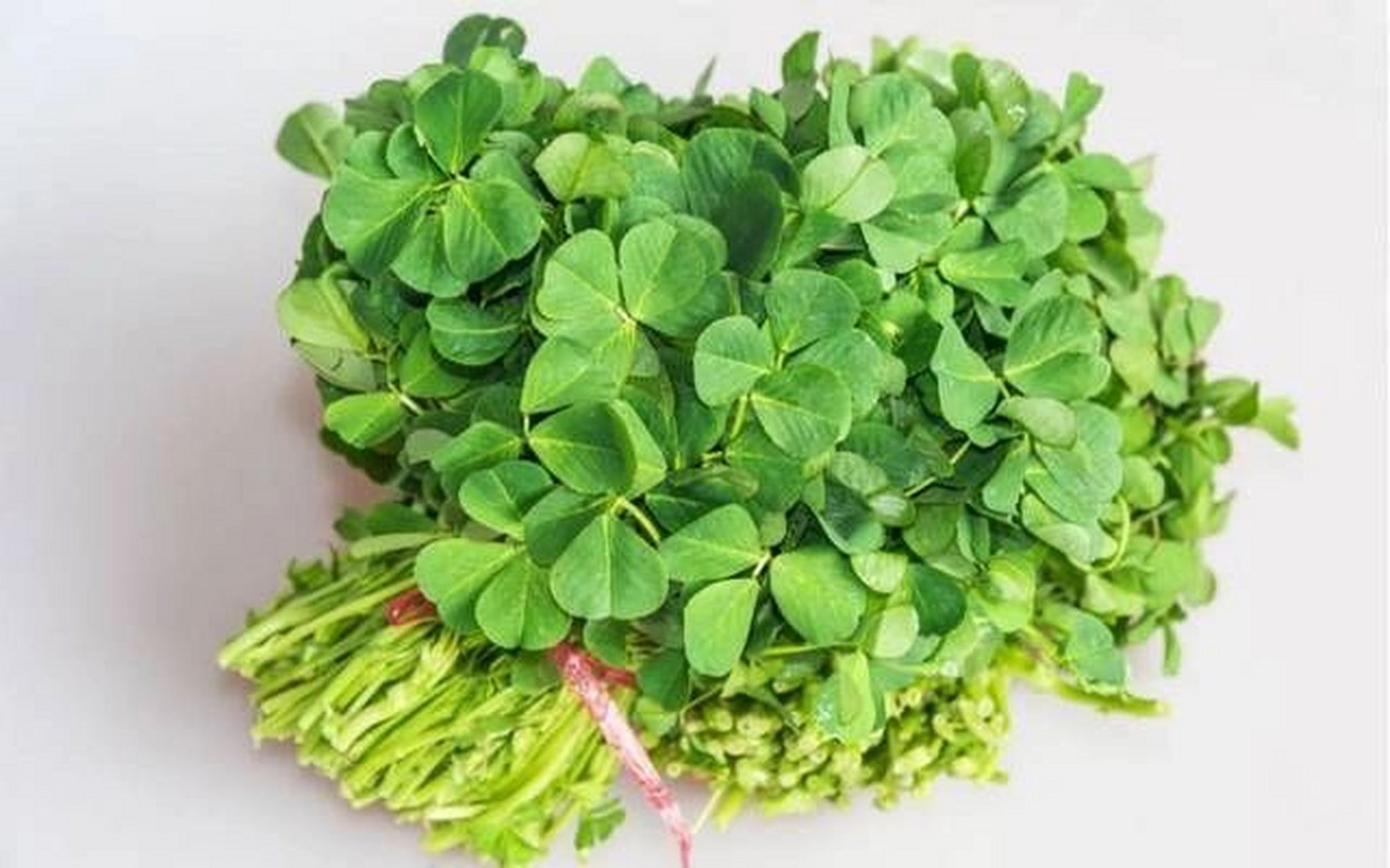 金花菜蔬菜中含硒第一 金花菜蔬菜中含硒第一 金花菜是在南方地区每年