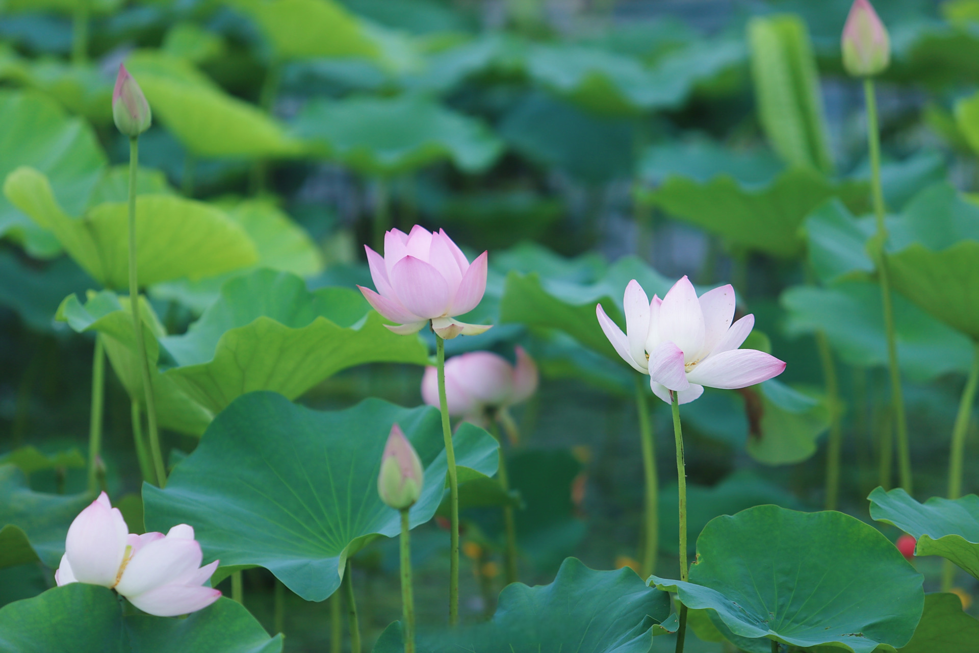 遂宁圣莲岛荷花正翩翩盛开.
