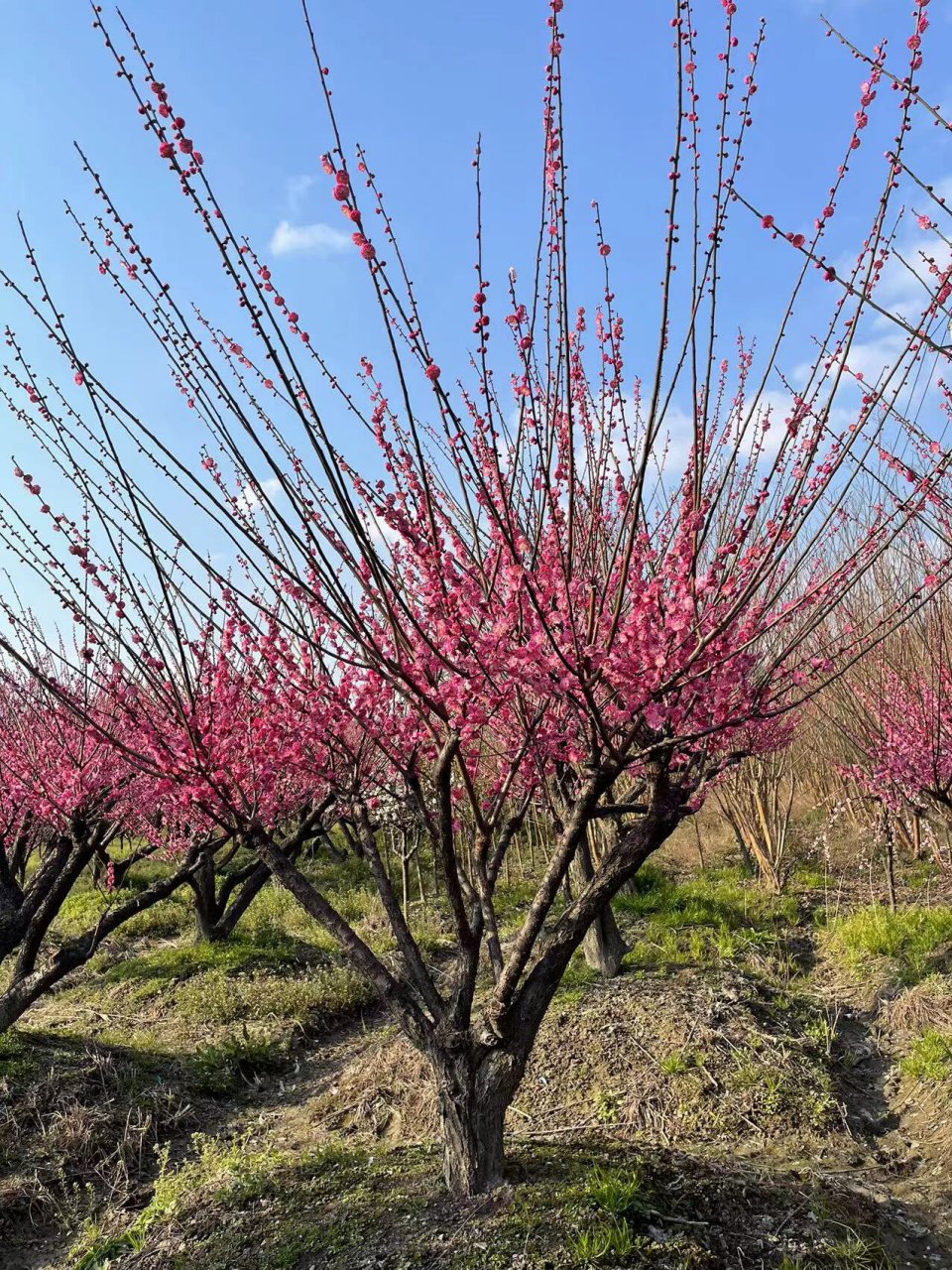 造型红梅 垂枝梅 绿梅 各类原生 造型 老桩红梅 各类垂枝红梅 绿梅