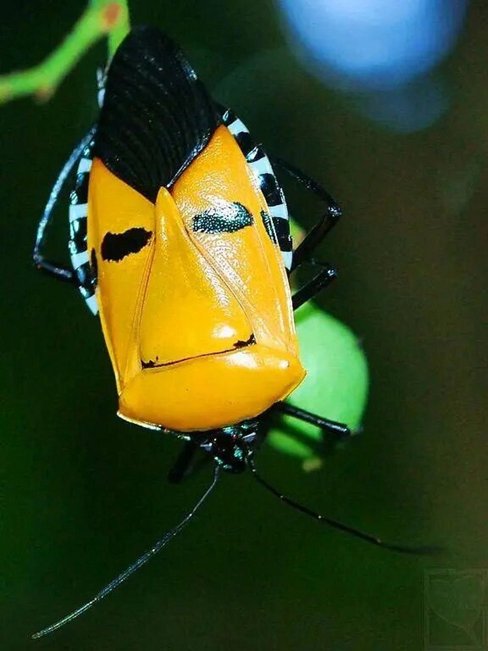 人面蝽 8715学名catacanthus nigripens 8715别名 红显蝽