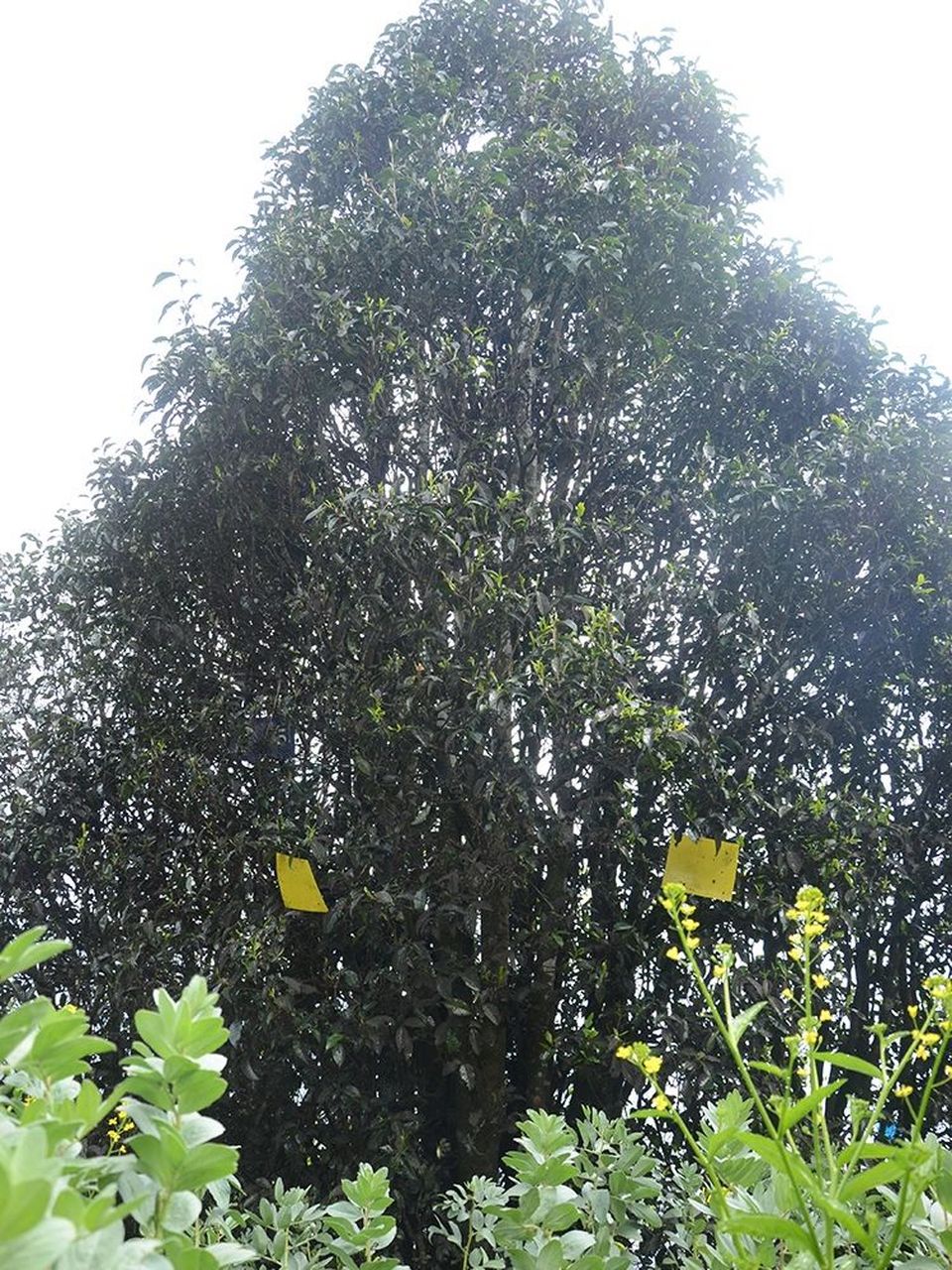 白莺山古树普洱茶的口感特点 959595 白莺山,位于临沧茶区澜沧