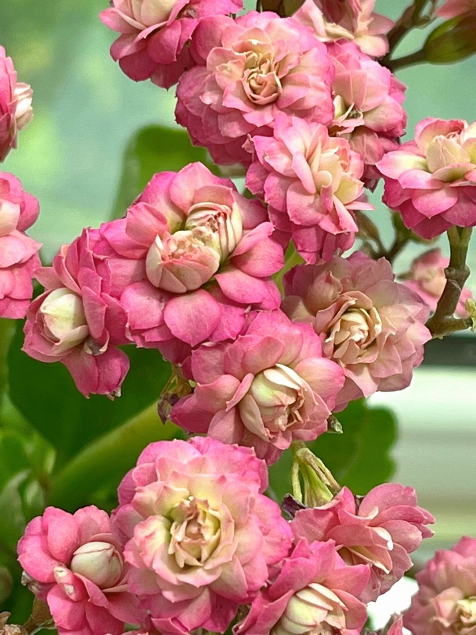 长寿花(106)豆沙皇后 一款独特的豆沙色系…… #长寿花# #长寿花品种