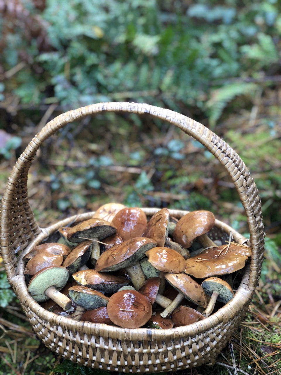 终于拔草松树林里的野生牛肝菌 昨晚刚下过一场大雨,今天早上几个采