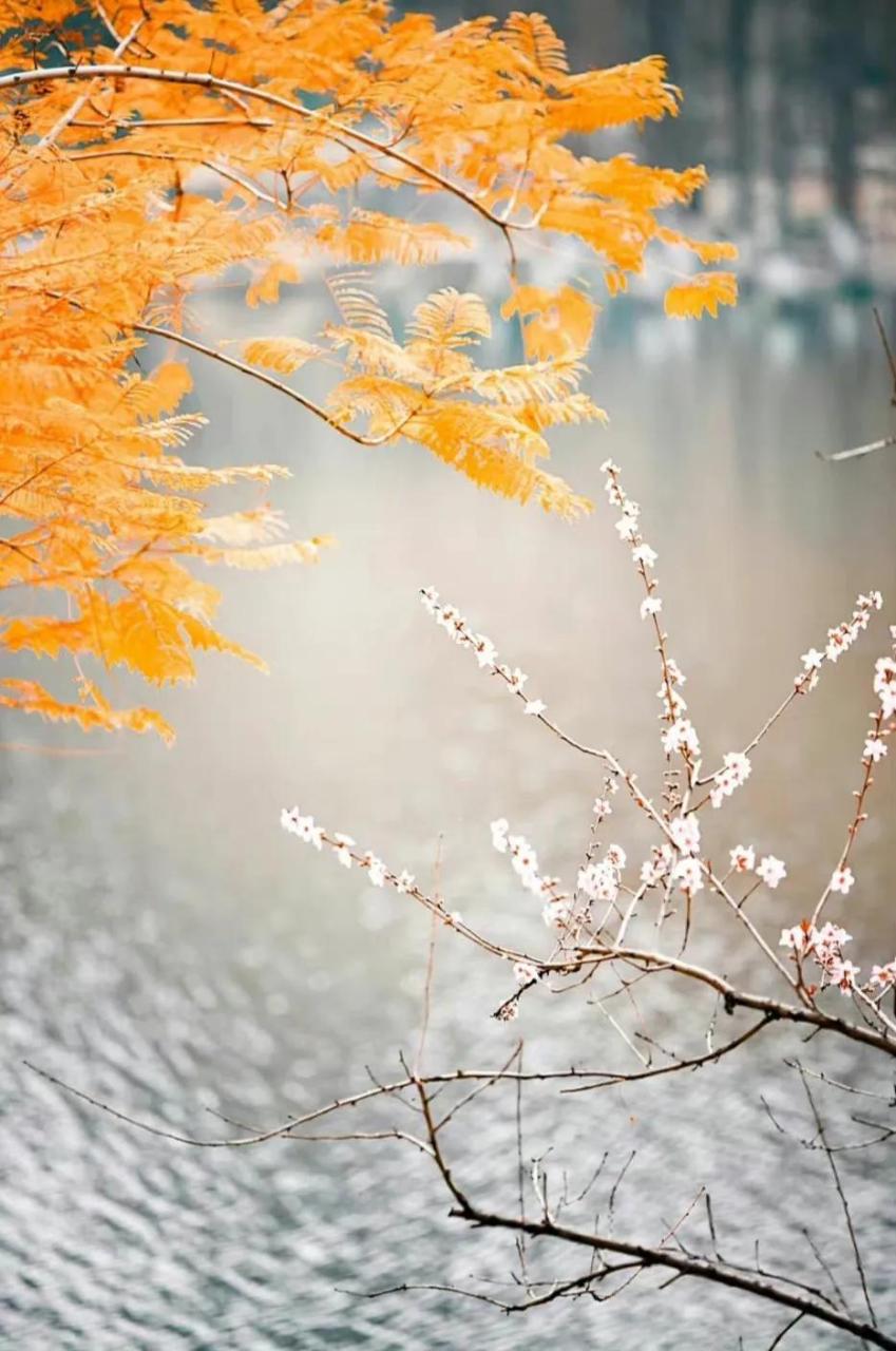 杨绛:人生最曼妙的风景,是内心的淡定与从容