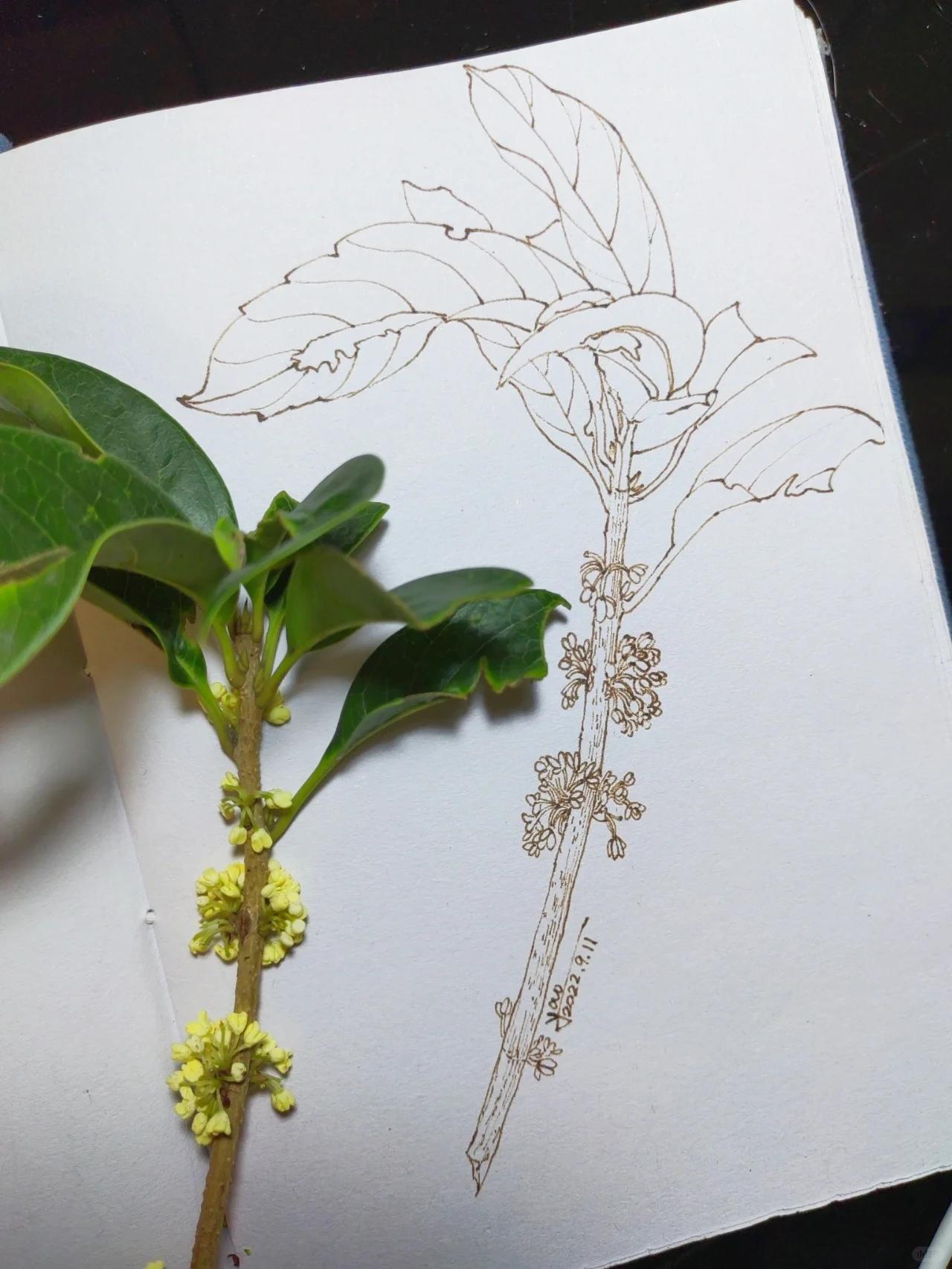 今日植物速写:桂花