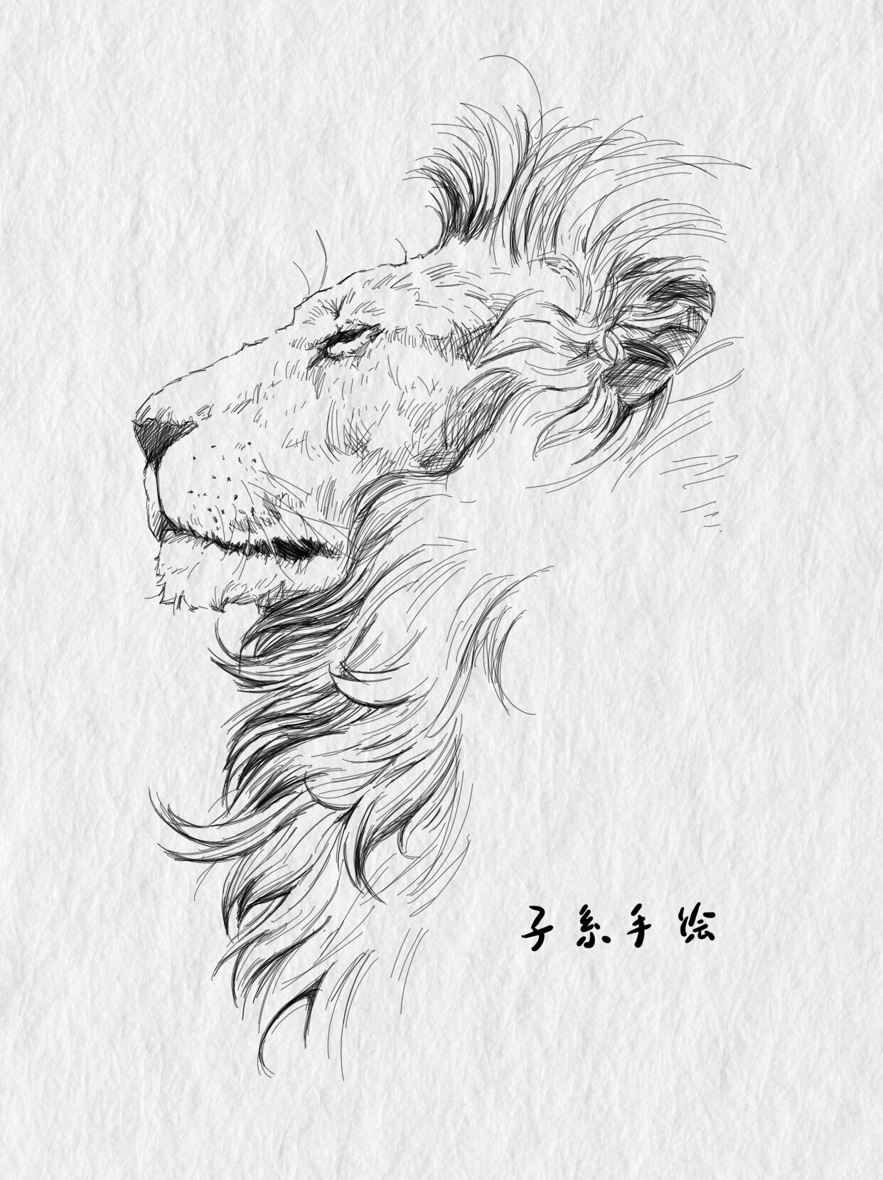 钢笔速写|狮子