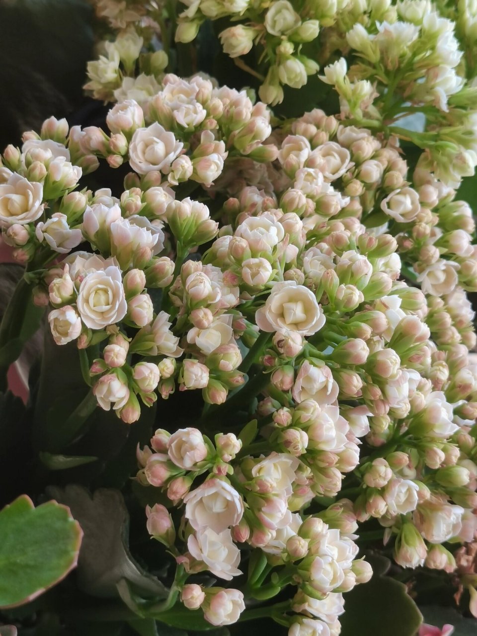 蟠桃颜色我没法掌控,但是花型是真不错玲珑如果单看花型真没什么看头