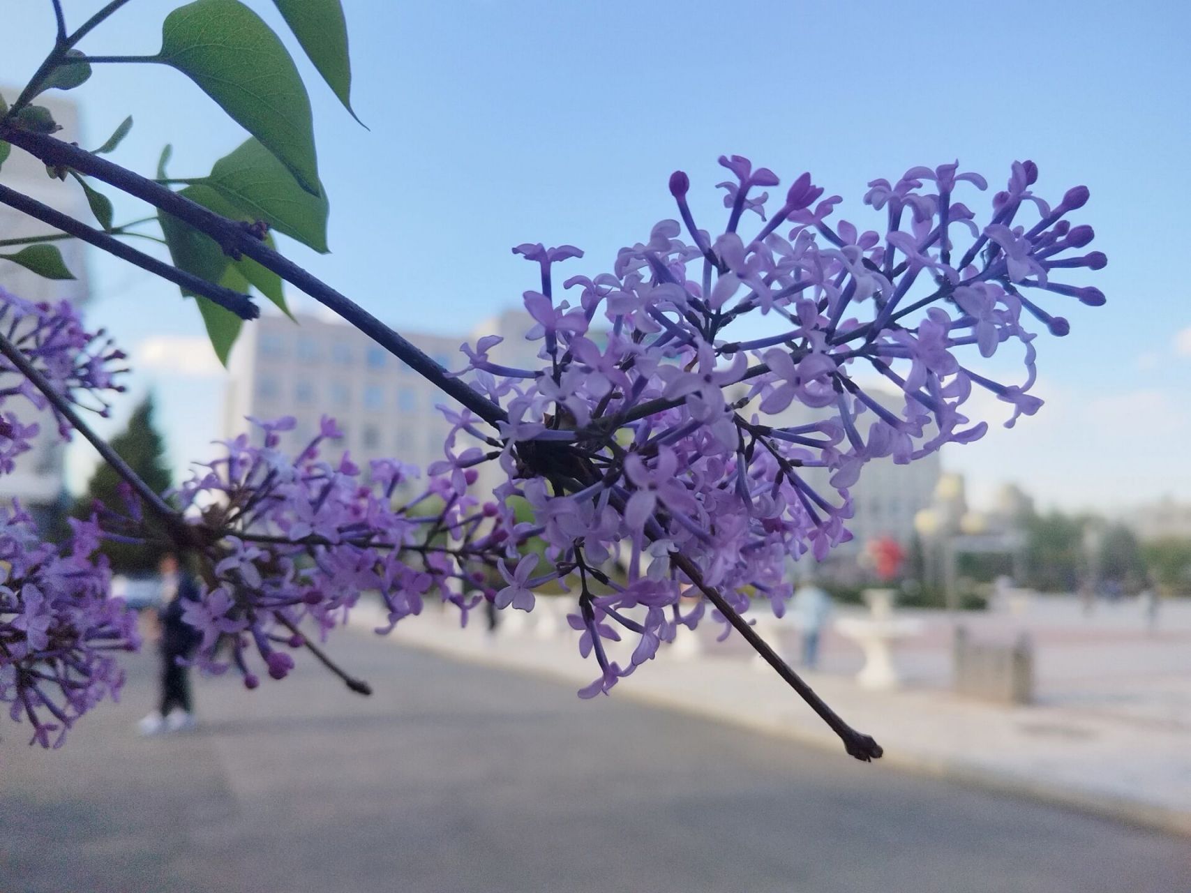 开满丁香花的校园图片