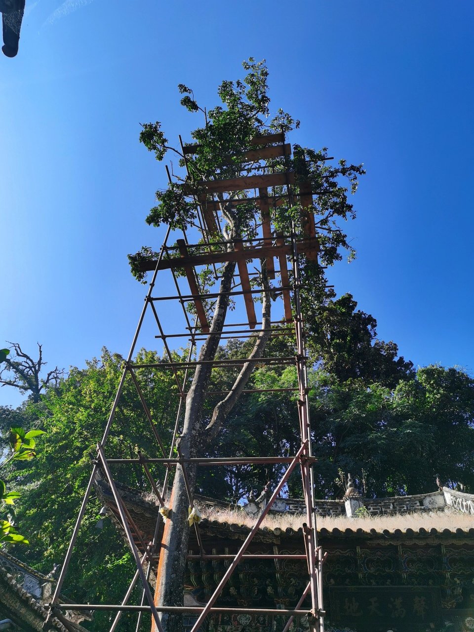 巍宝山太子殿花树图片