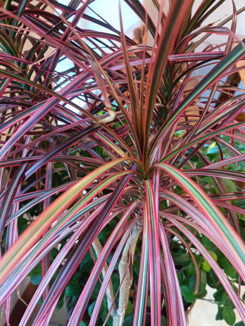 三色千年木,适宜家庭养殖 94三色千年木是龙舌兰科,龙血树属,常绿小