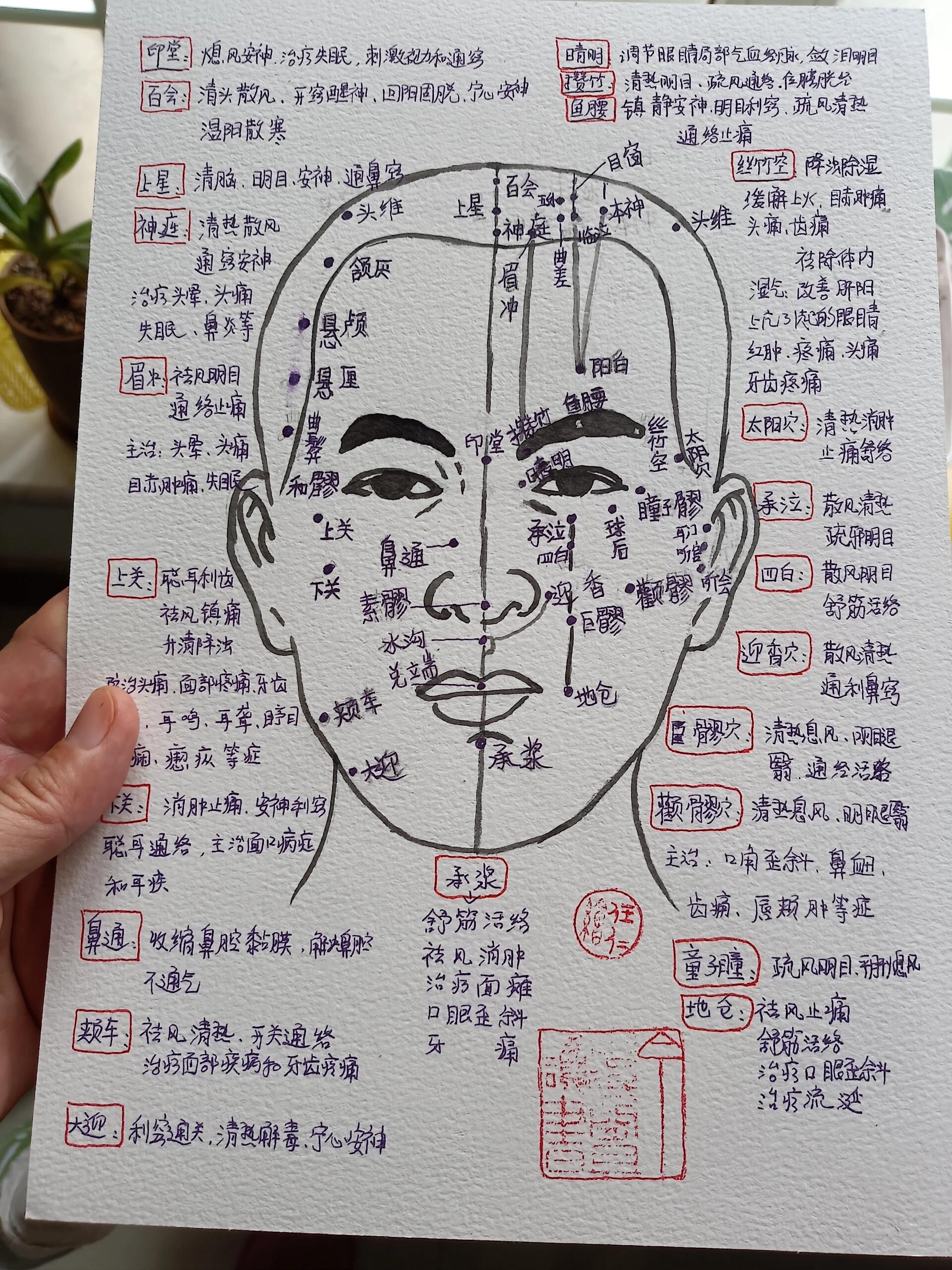 中医|养生|面部穴位图