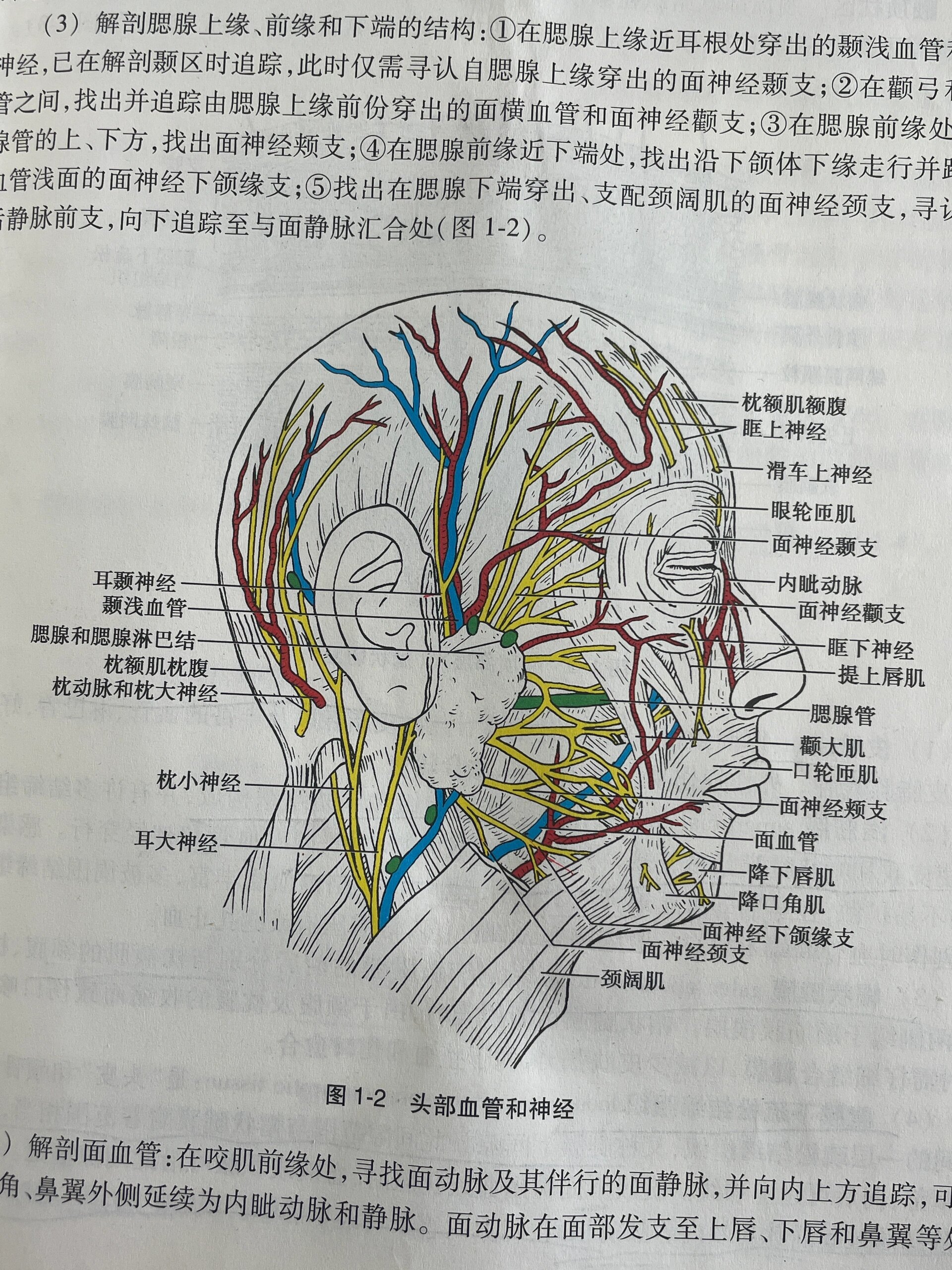 局部解剖学绘图【头部血管和神经】