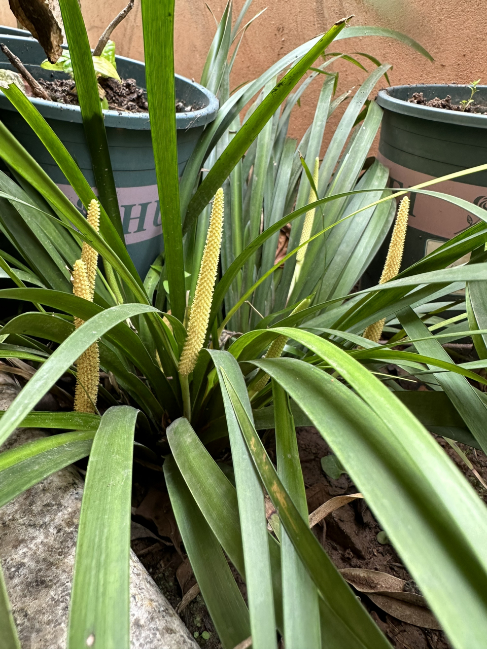植物之美:菖蒲 石菖蒲开花 黄色花柱