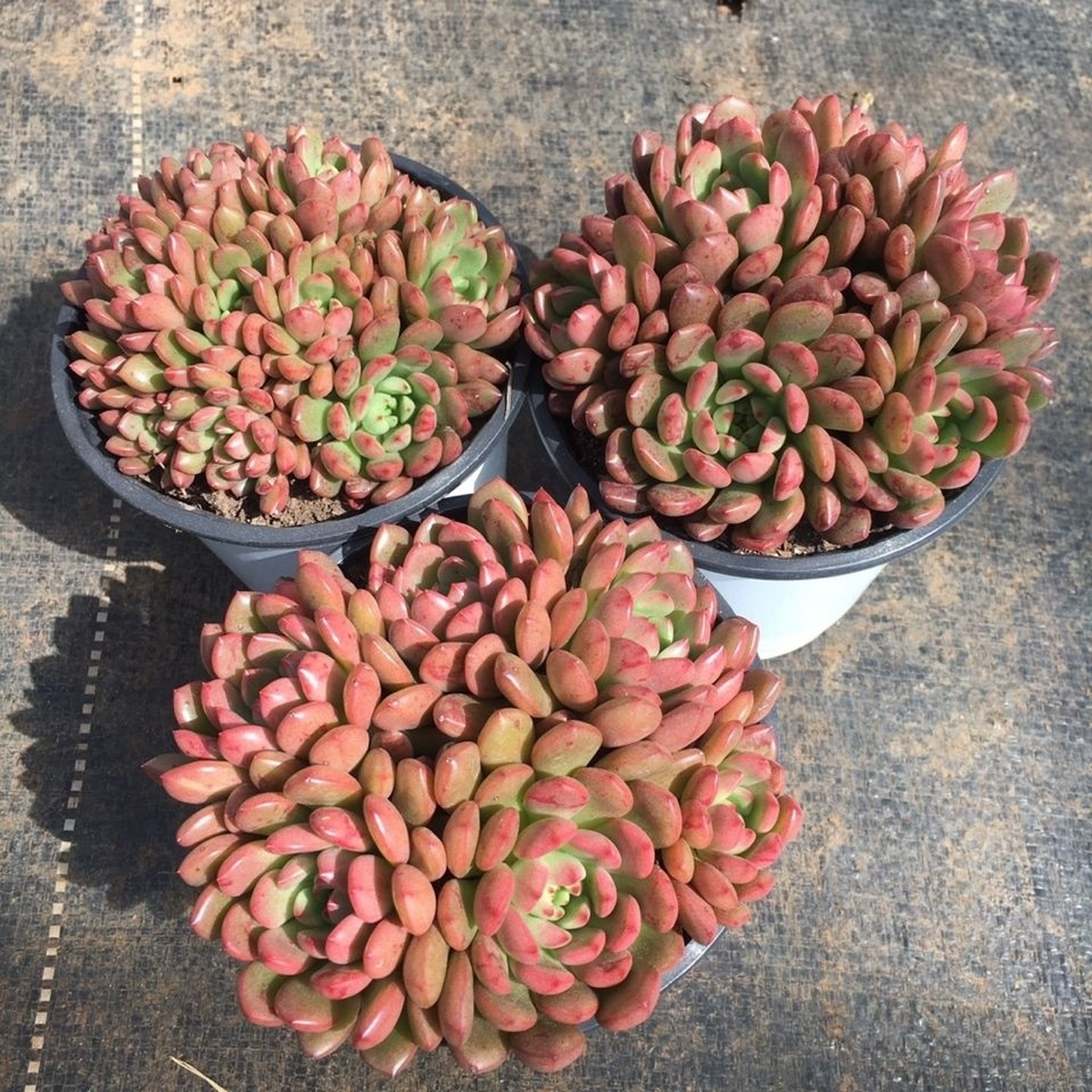红宝石属于什么科的植物(红宝石属于什么科的植物类型) 第1张
