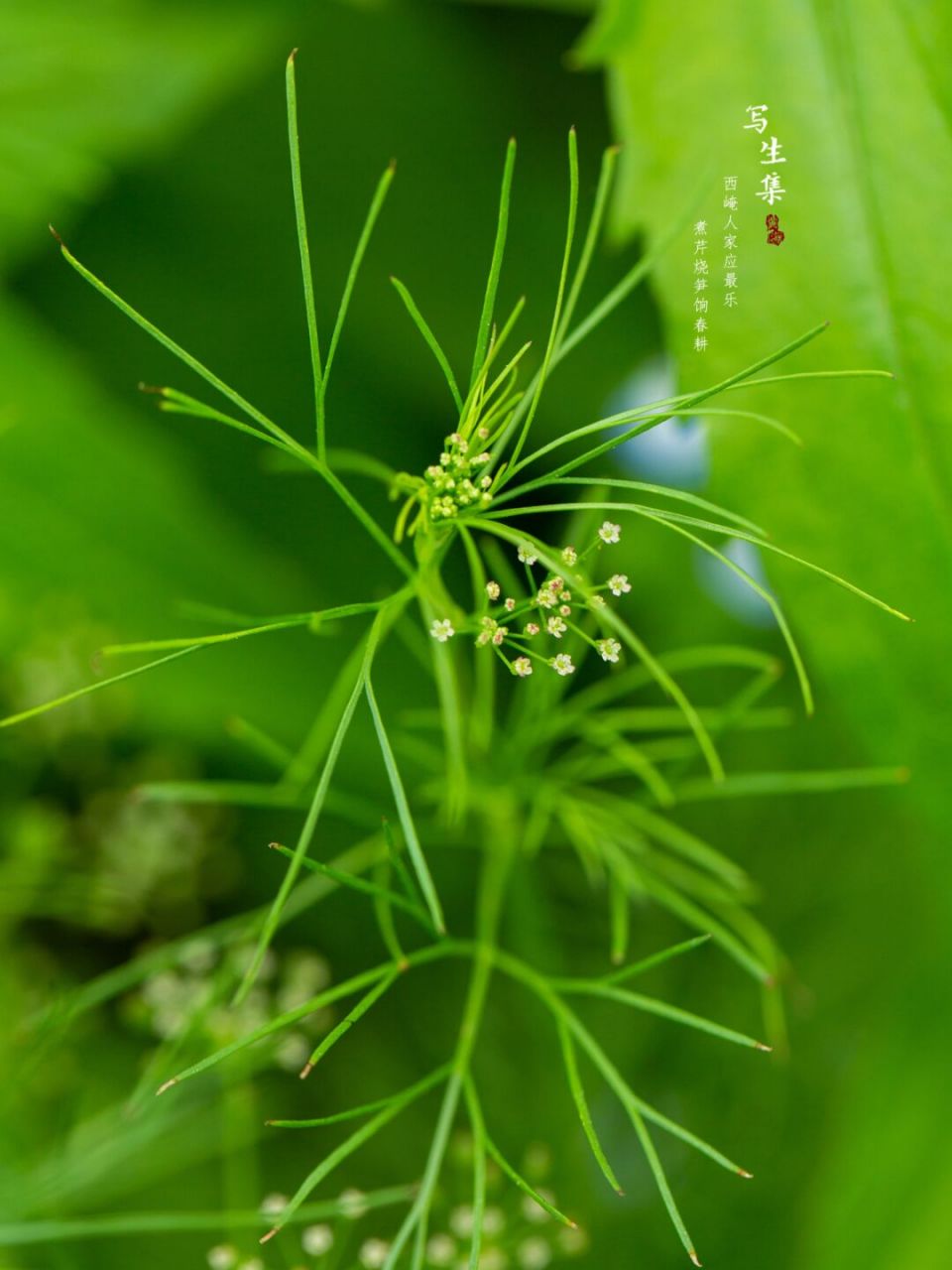 麦芹百科图片